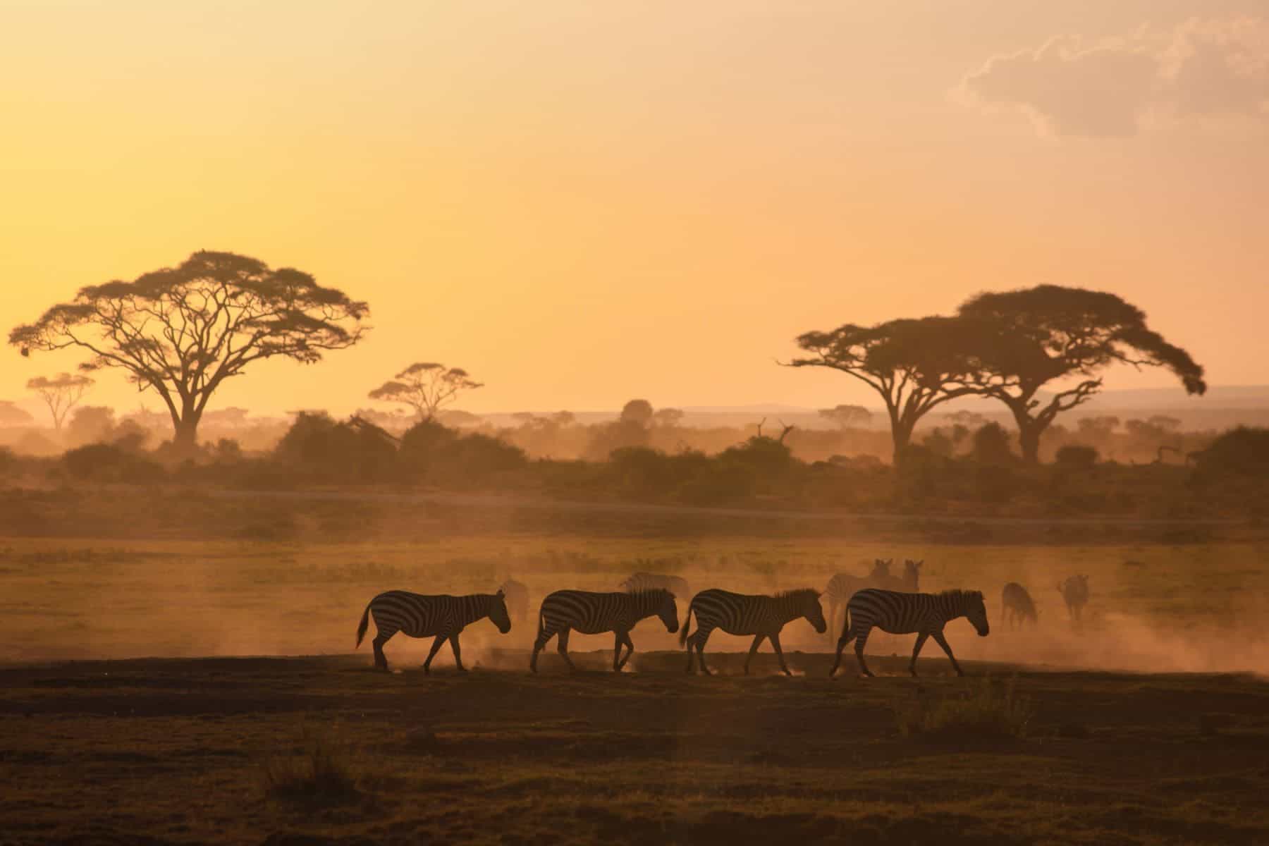 wedding anniversary trip ideas. safari adventure