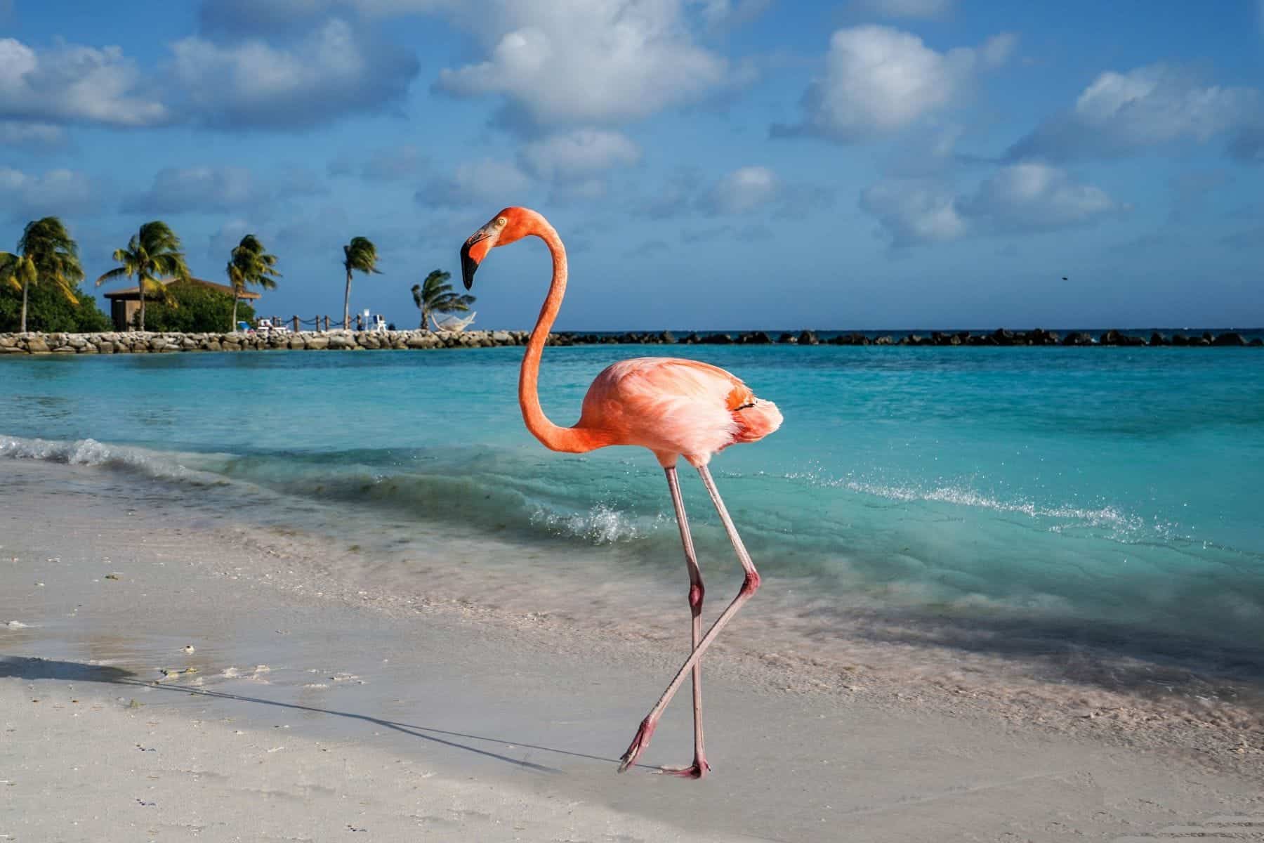 Birthday Trips Aruba