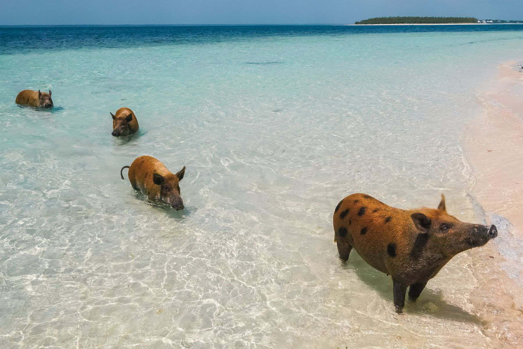 Birthday Trips Bahamas