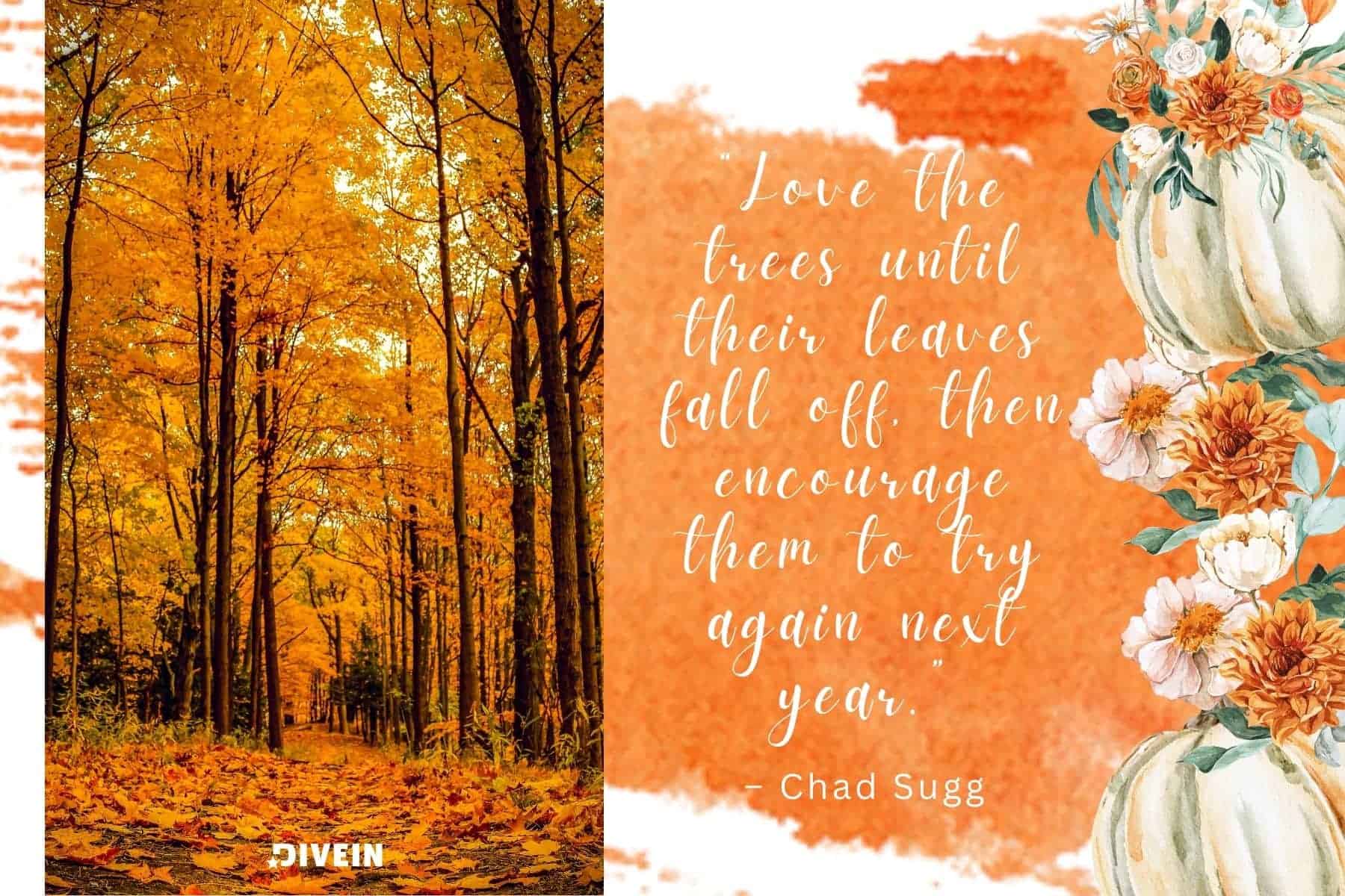 fall captions inspired by quotes. love the trees until their leaves fall off then encourage them to try again next year