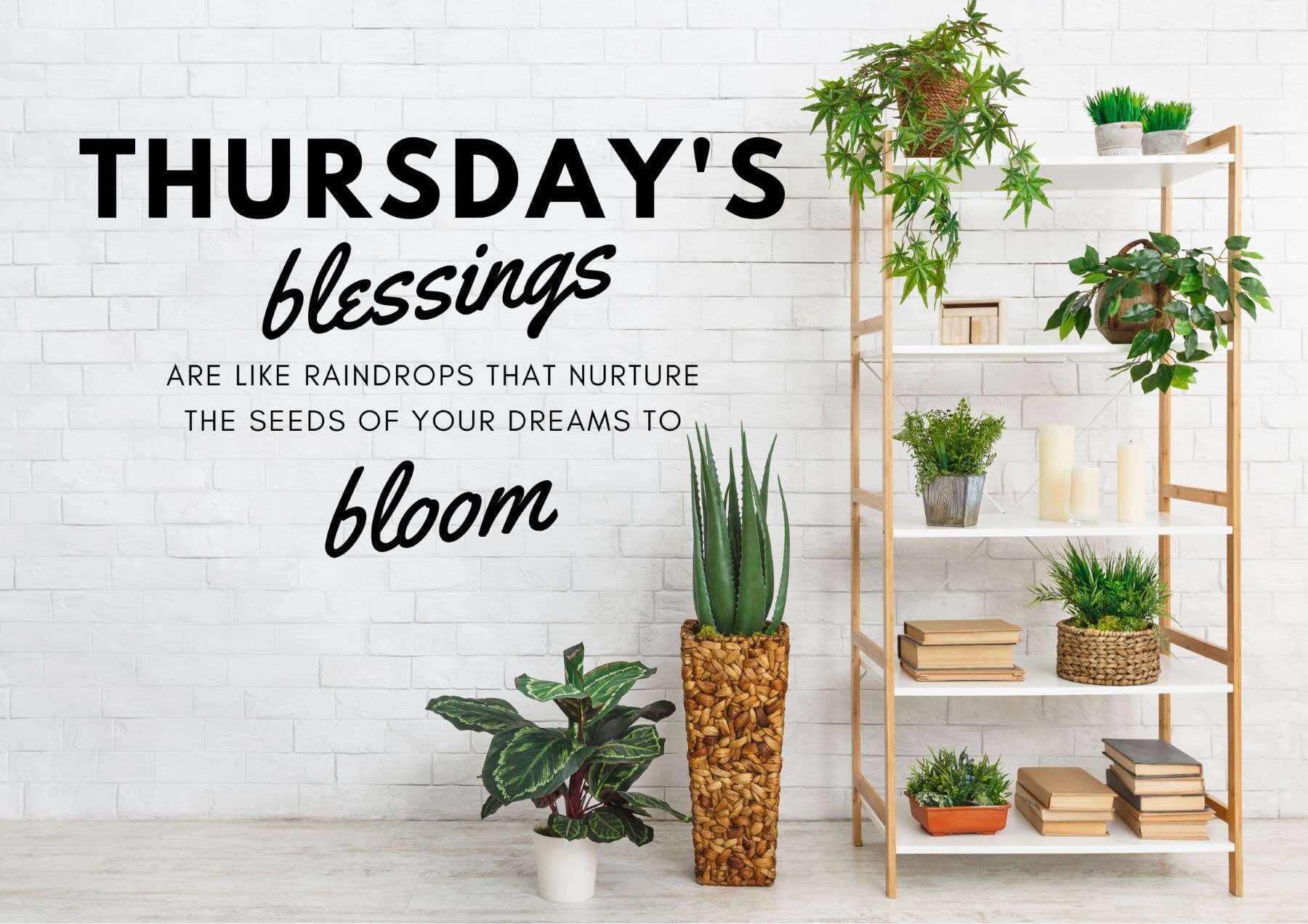Thursday Quotes Thursdays Blessings Are Like Raindrops That Nurture The Seeds Of Your Dreams To Bloom