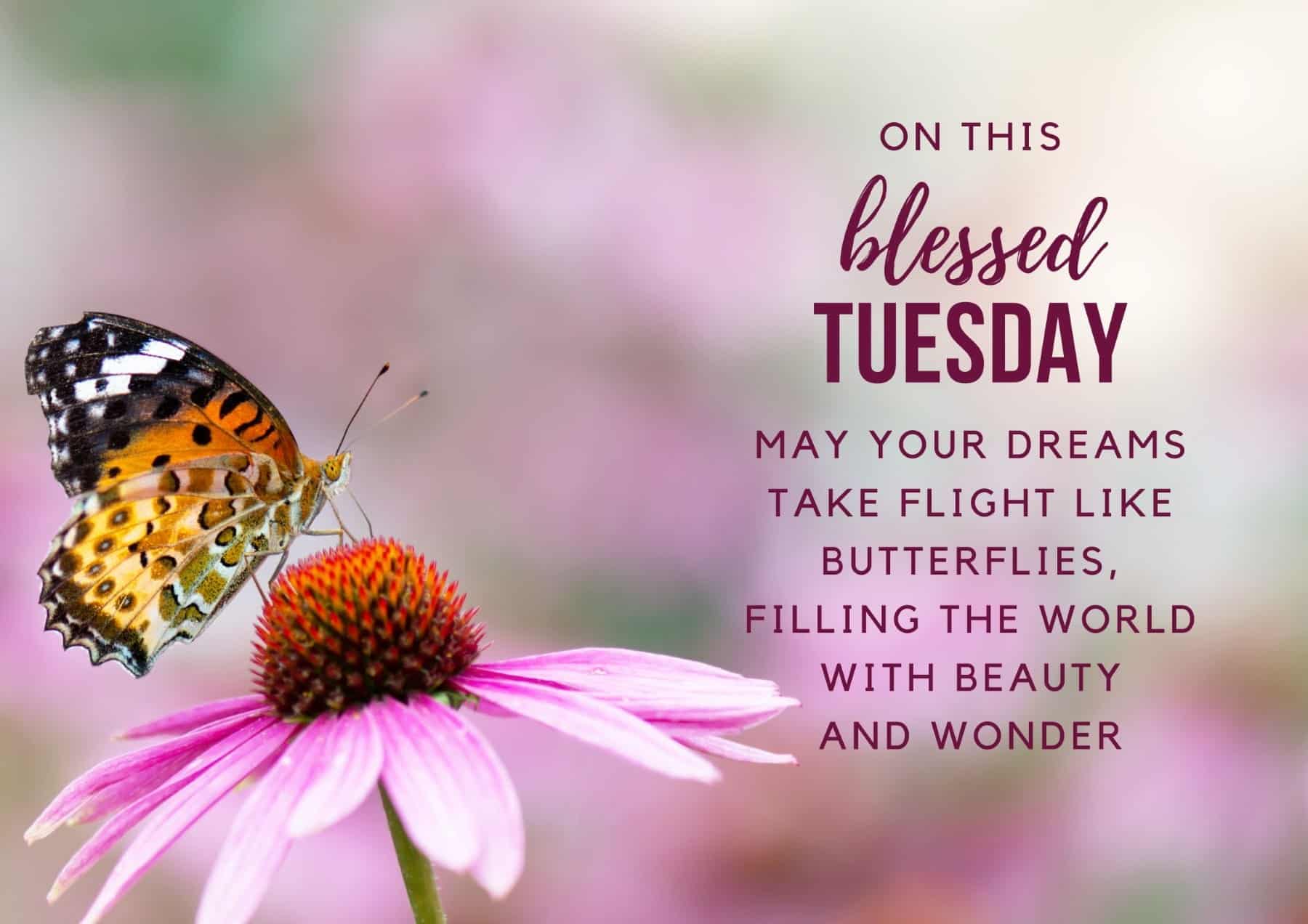 Tuesday Quotes On This Blessed Tuesday May Your Dreams Take Flight Like Butterflies Filling The World With Beauty And Wonder