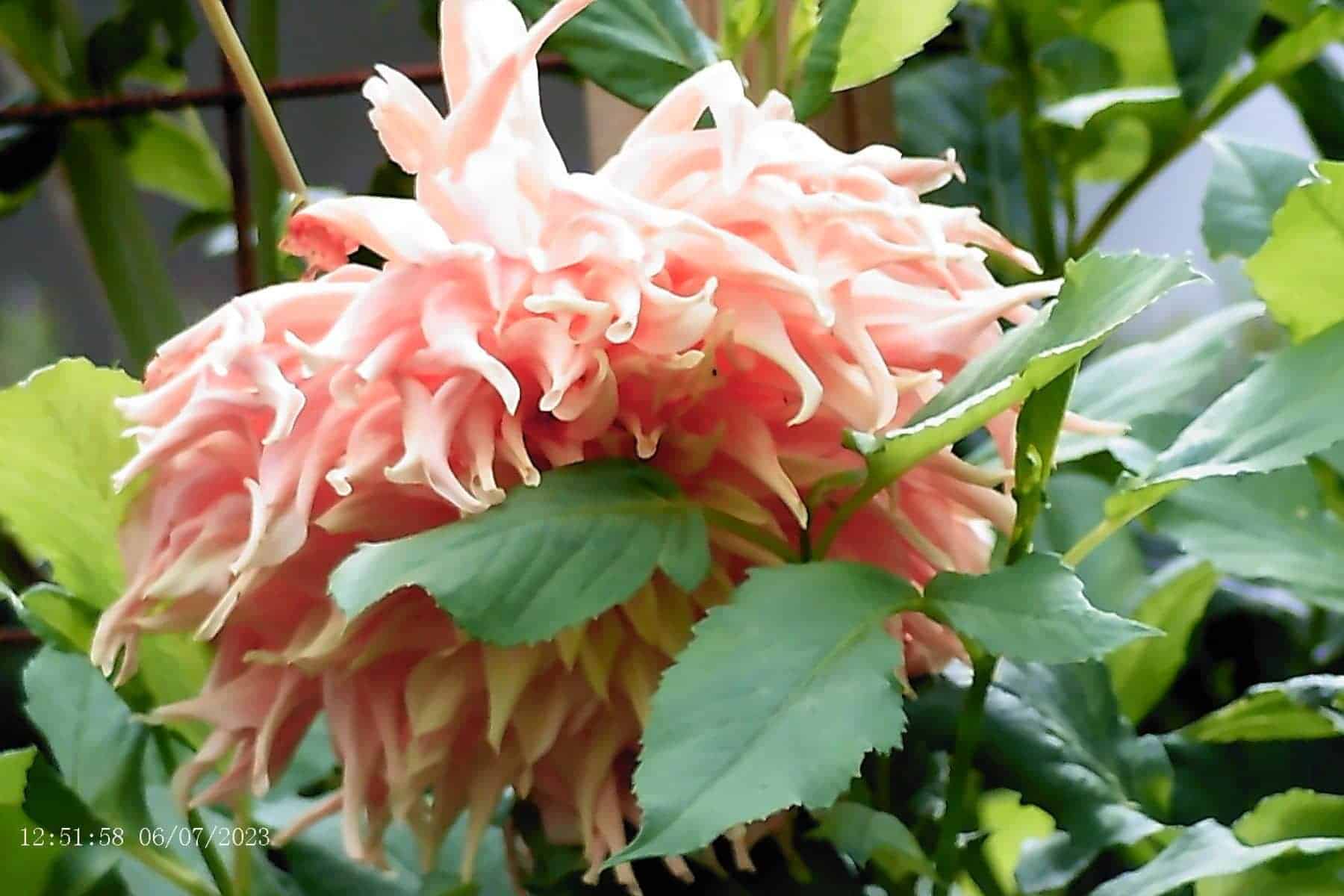 apexel-digital-night-vision-daytime