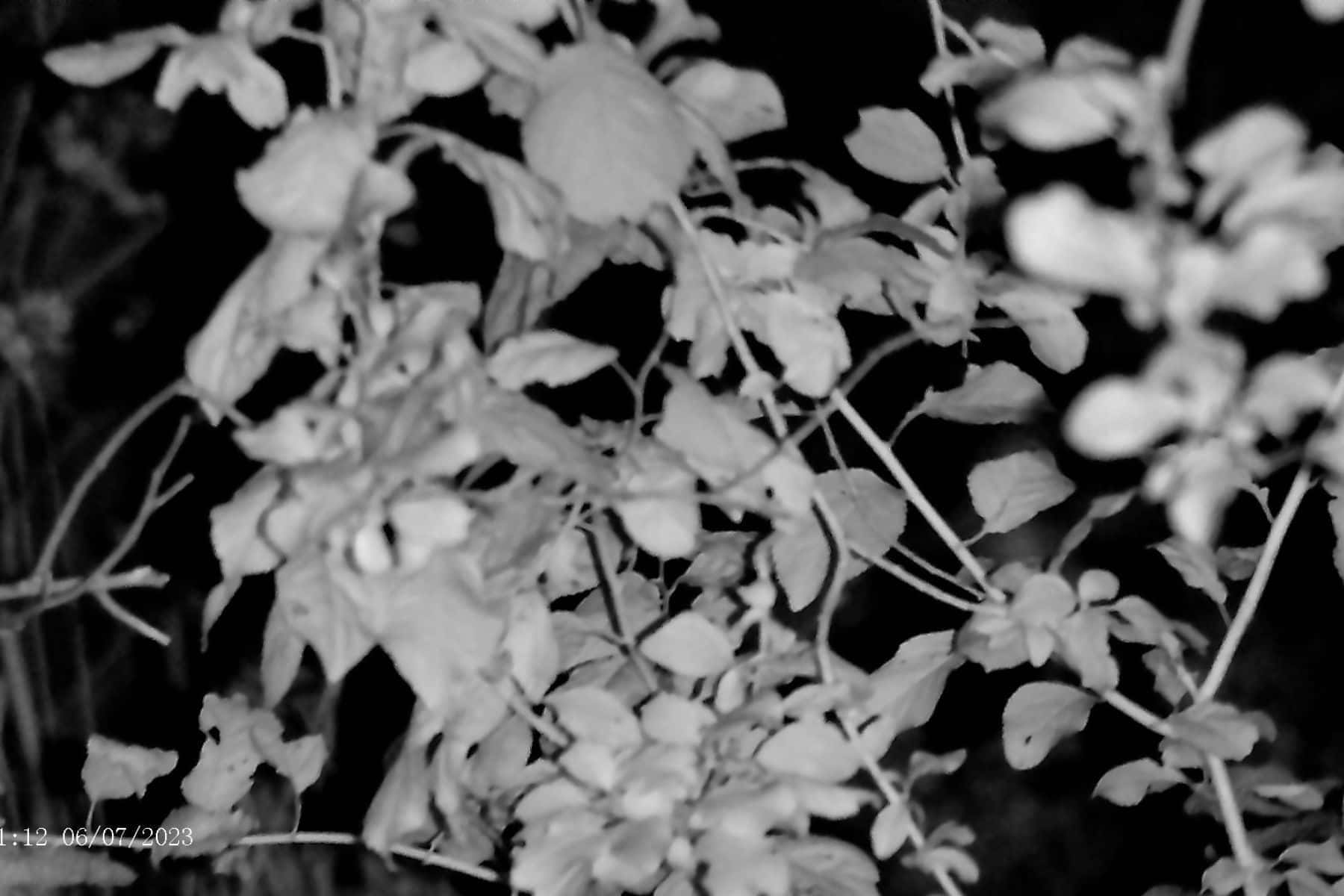 apexel-digital-night-vision-night