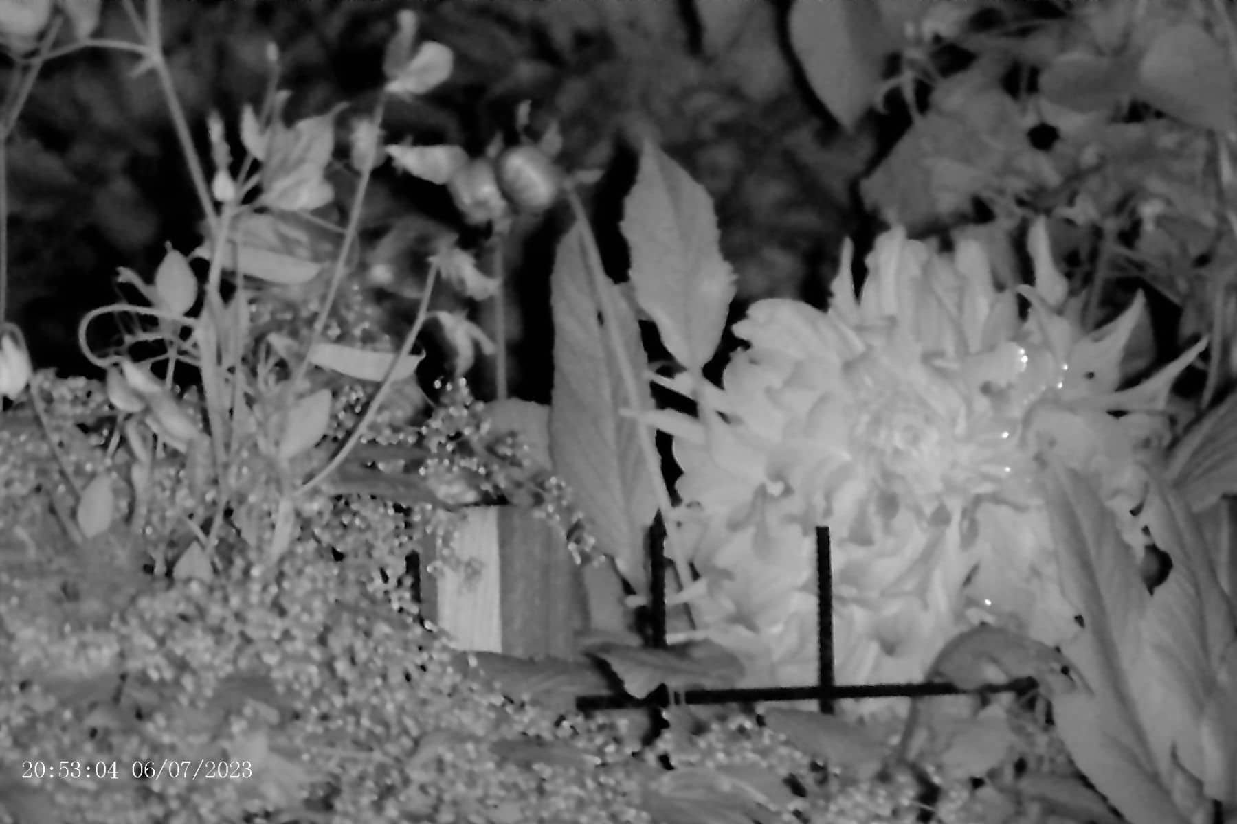 apexel-digital-night-vision-resolution