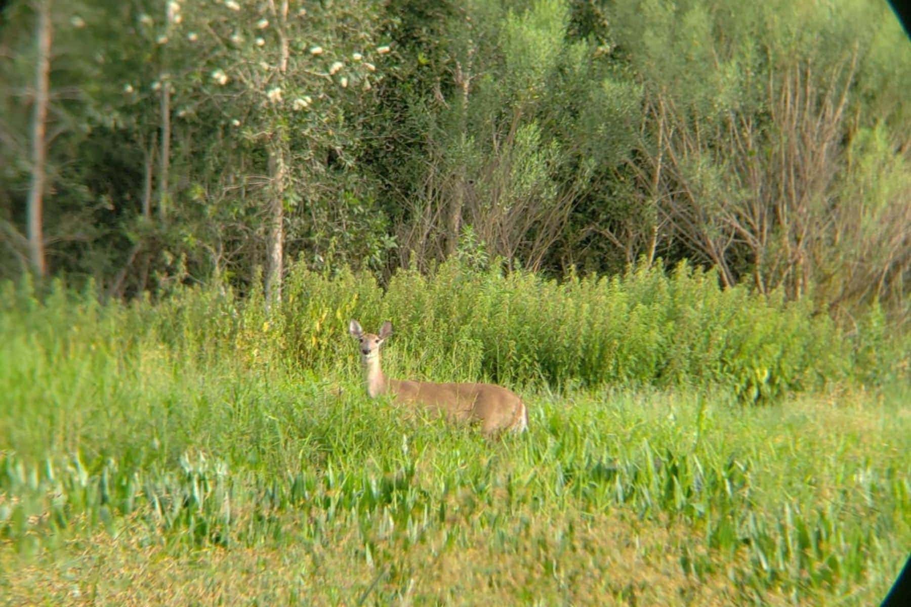 Vortex Optics Crossfire 8x42 Image Quality