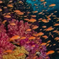 Snorkeling And Scuba Diving