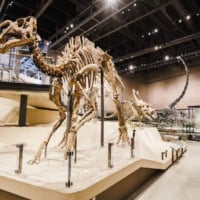 The Natural History Museum of Utah