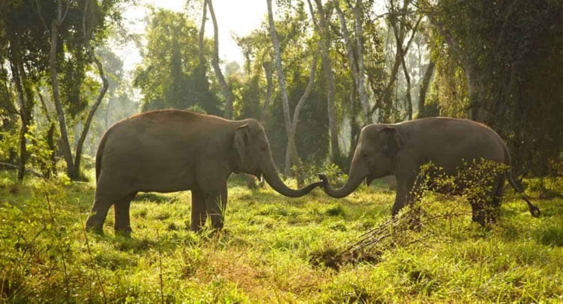Anantara Golden Triangle Elephant Camp Elephant Camp Couple