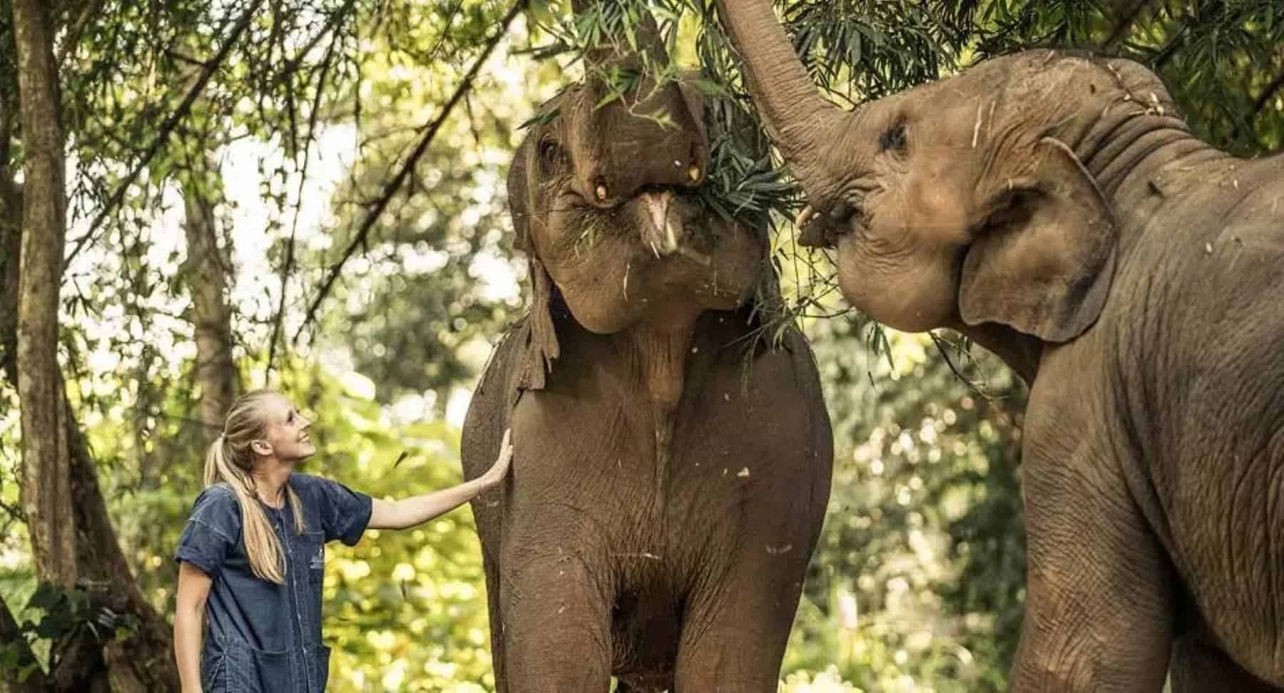 Anantara Golden Triangle Elephant Camp Woman Petting Elephant