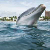 Swim With Dolphins And Enjoy Aquaventure Water Park