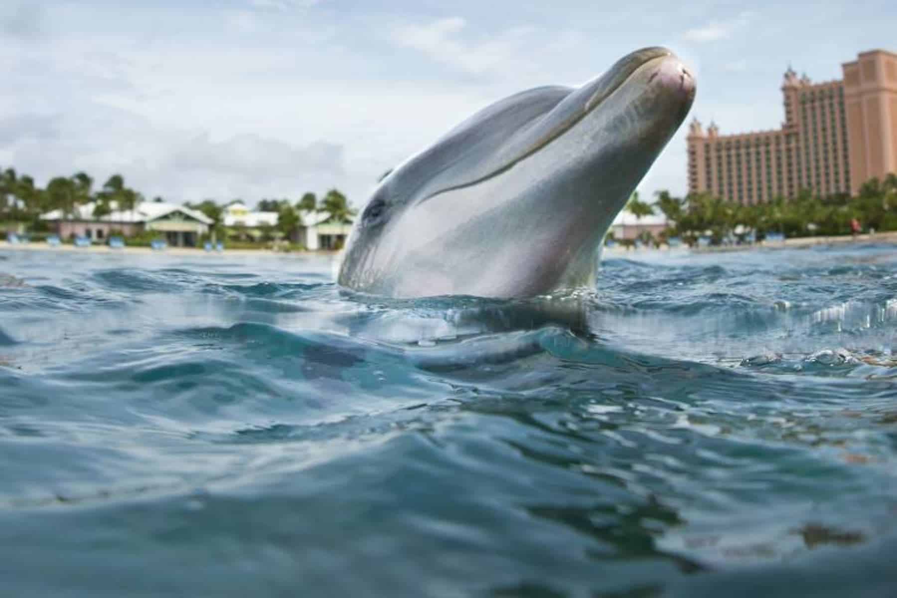 atlantis-paradise-island-bahamas-dolphin