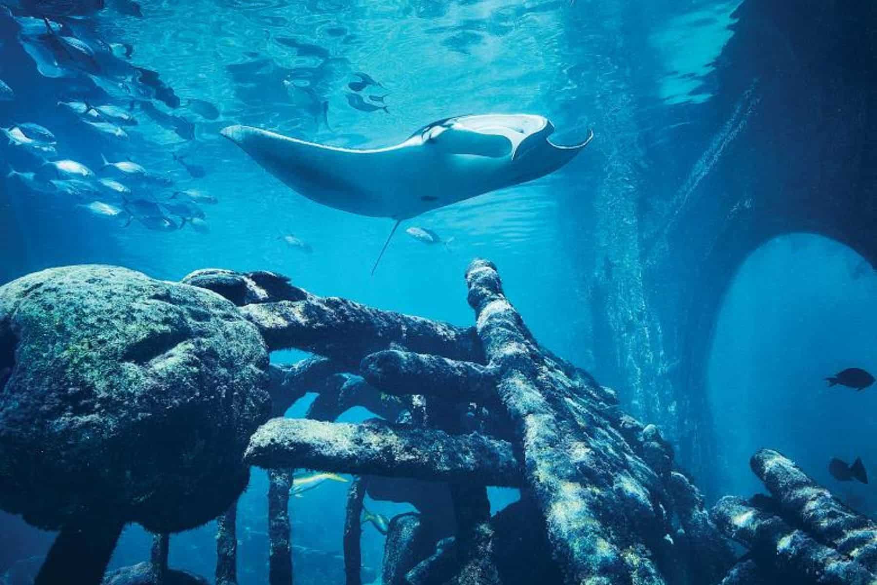 Atlantis Paradise Island Bahamas Ray