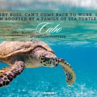 Cabo Quotes & Captions for Instagram