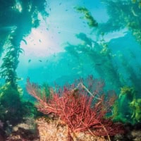 Catalina Islands Dive Trip