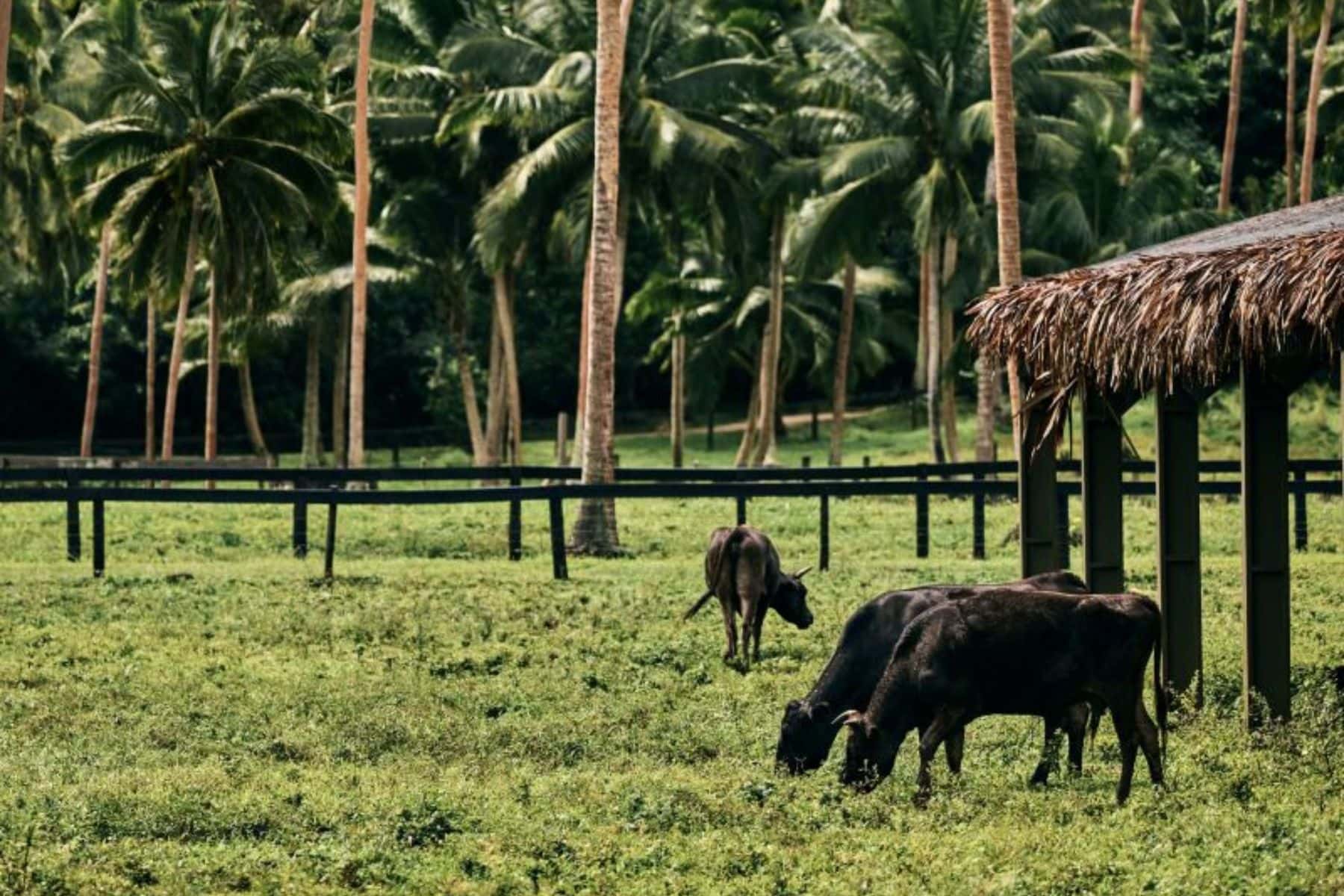 como-laucala-island-farm