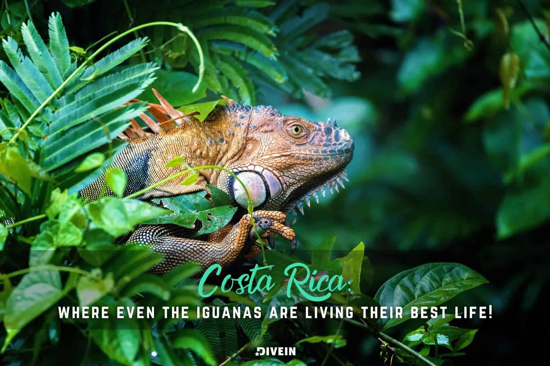 Costa Rica Quotes And Captions For Instagram Iguana