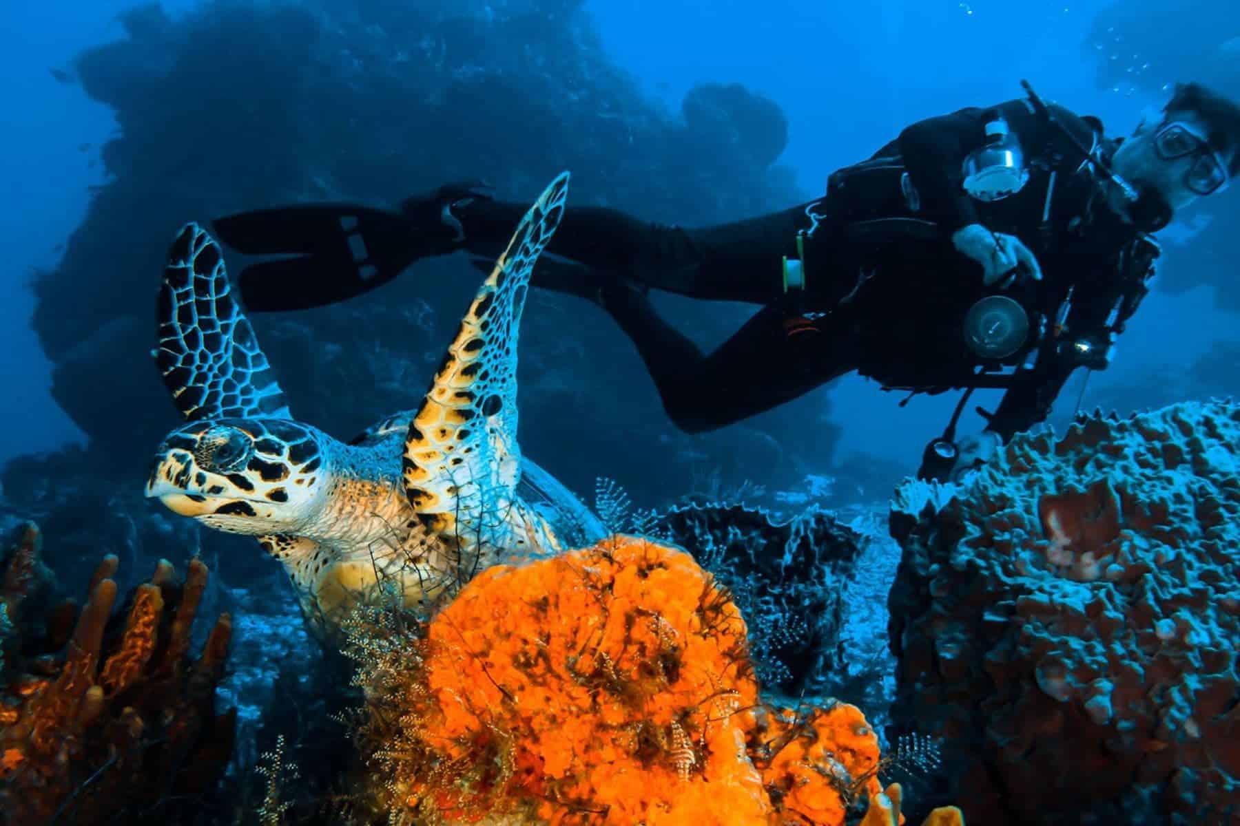 Cozumel Palace Snorkel
