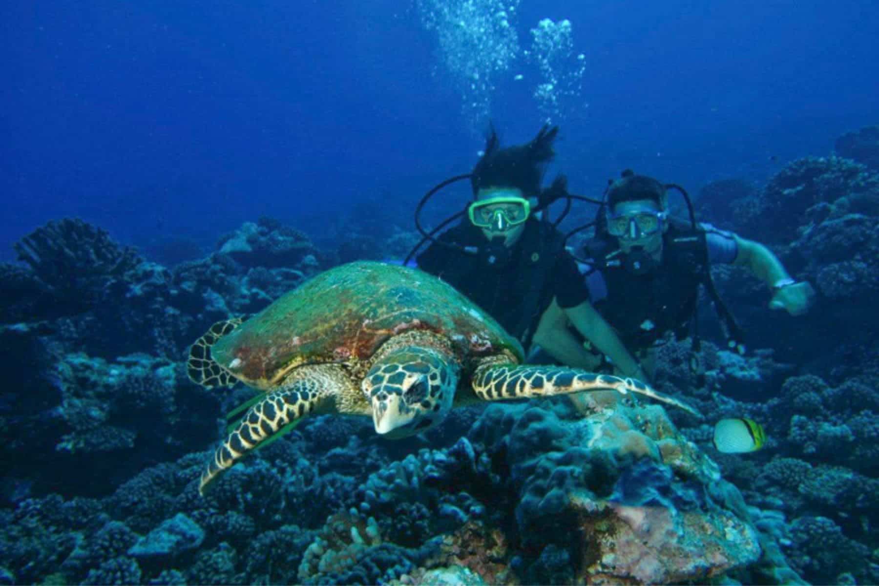 Diving At Hotel Maitai Polynesia
