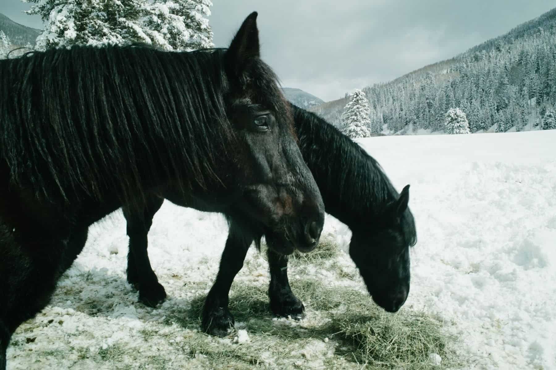 dunton-hot-springs-rico-colorado-horses