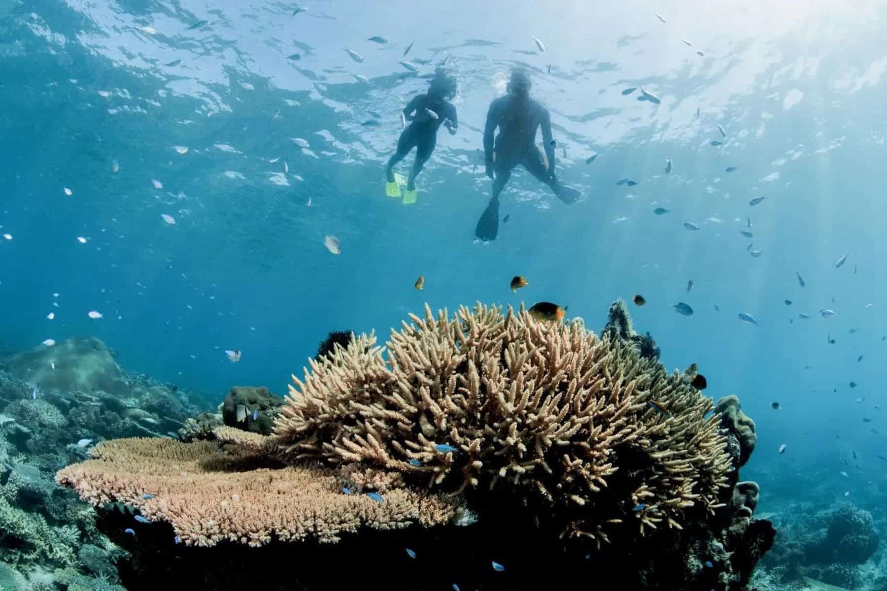 Kokomo Private Island Resort Dive