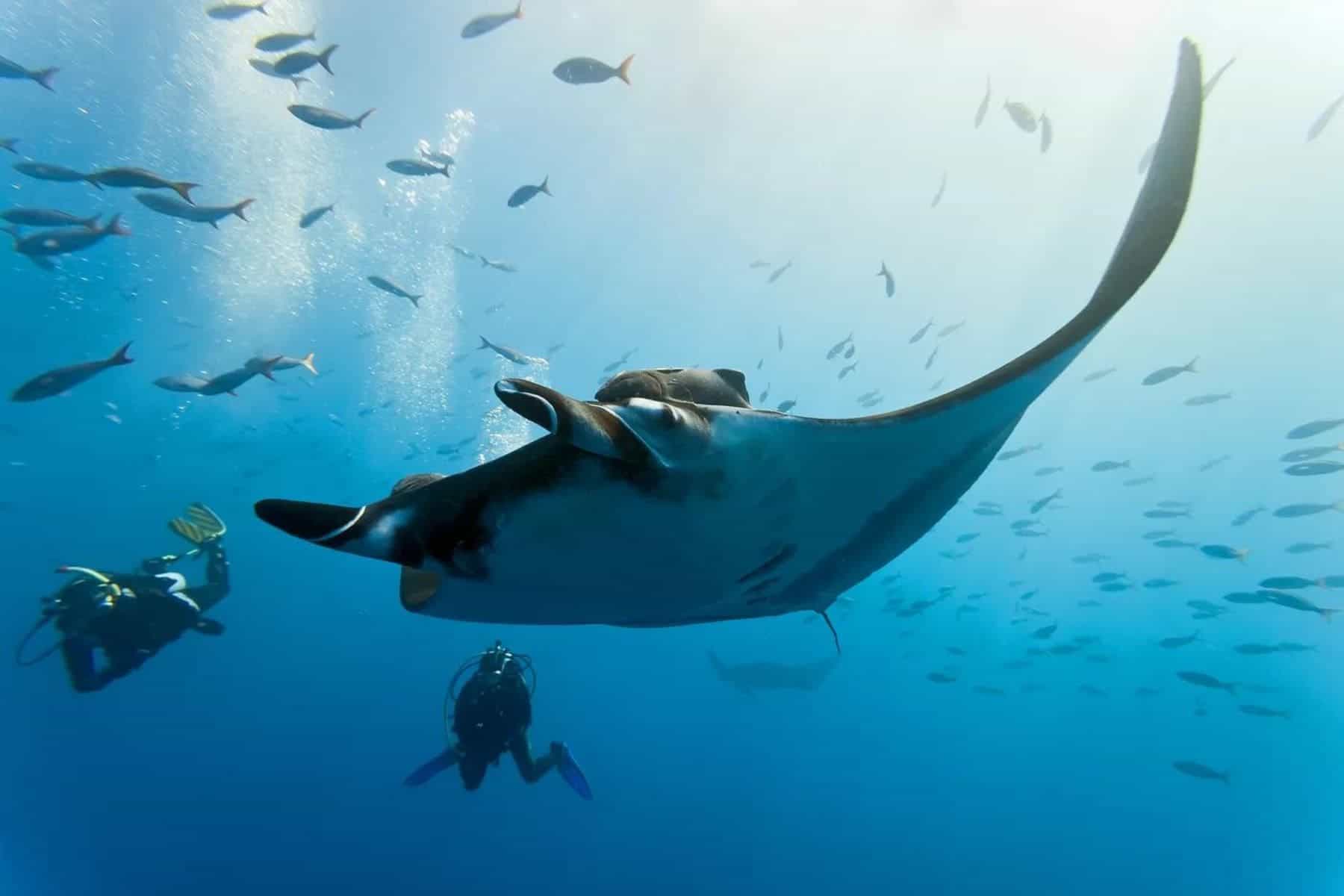 kokomo-private-island-resort-manta-ray