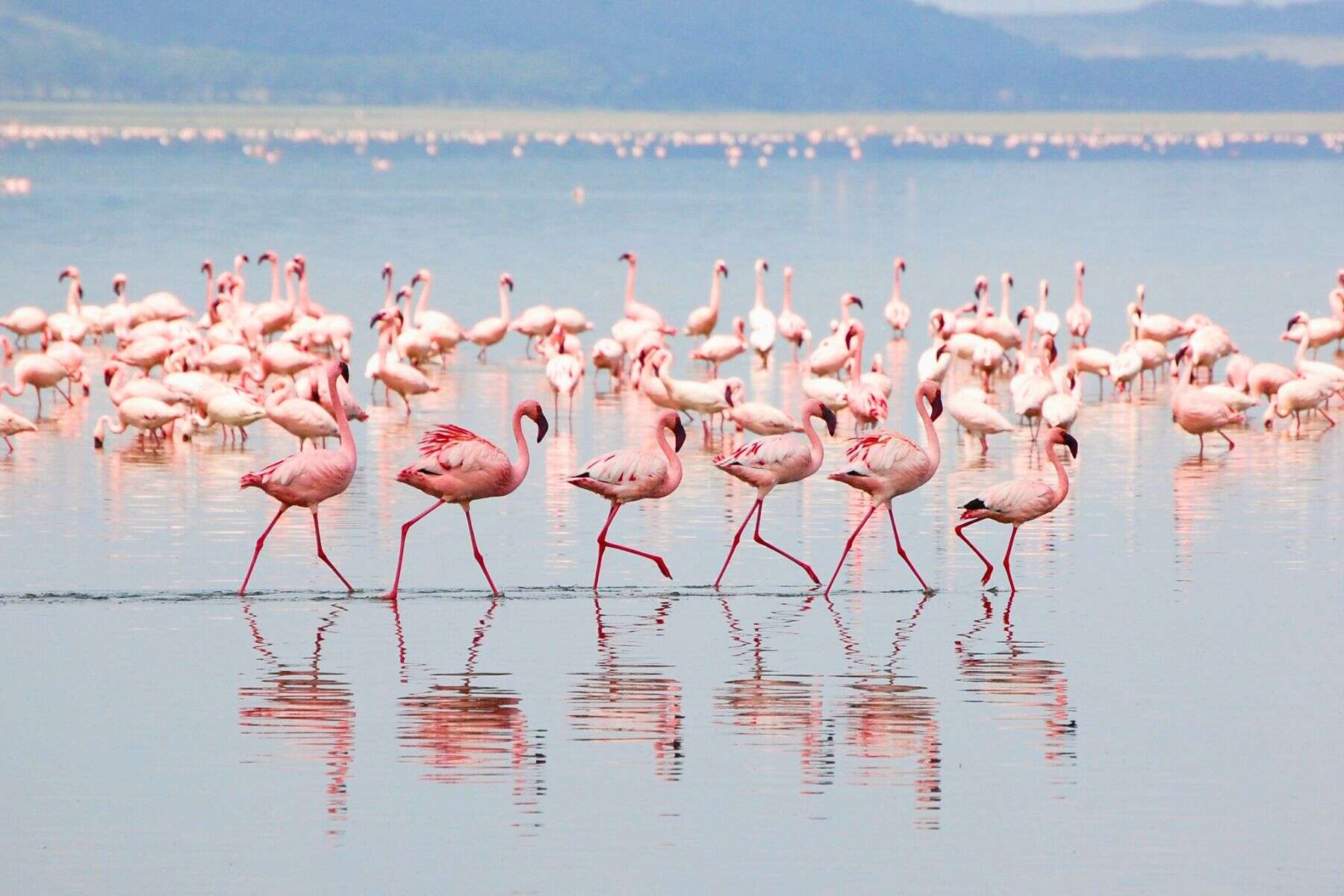 Lake Nakuru