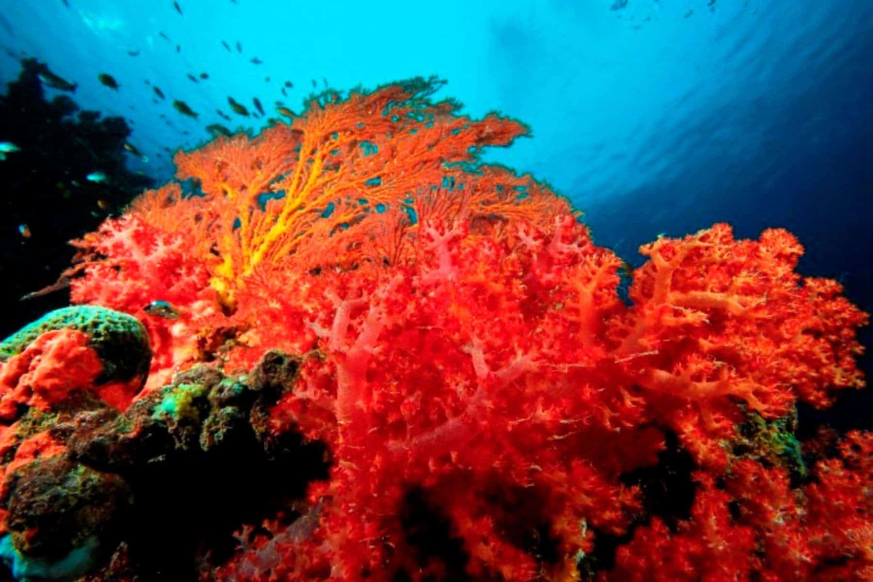 Likuliku Lagoon Resort Coral