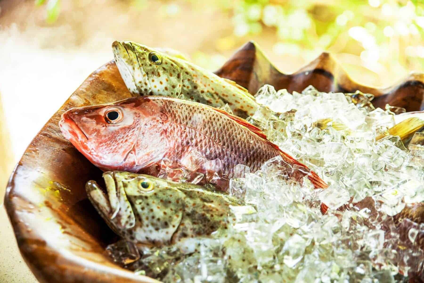 likuliku-lagoon-resort-fish