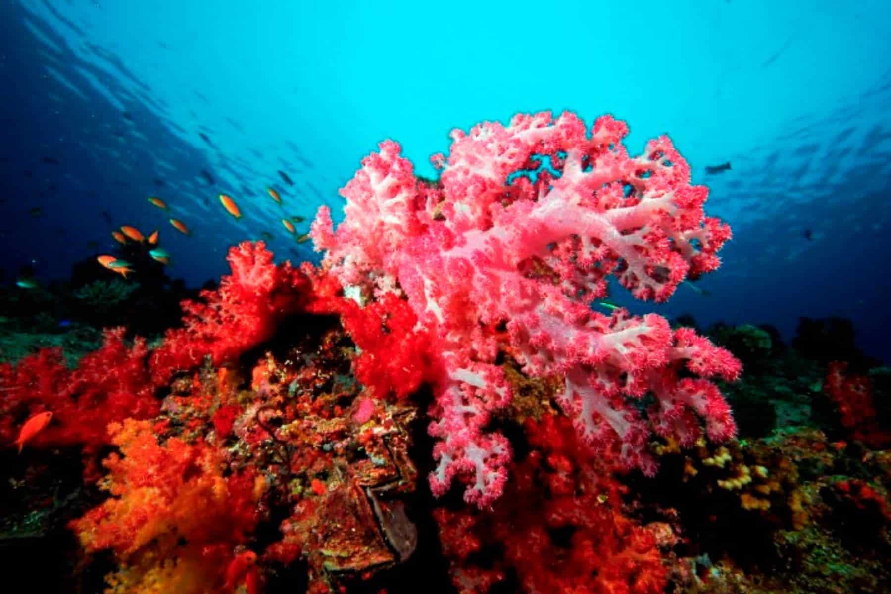 likuliku-lagoon-resort-foot-coral