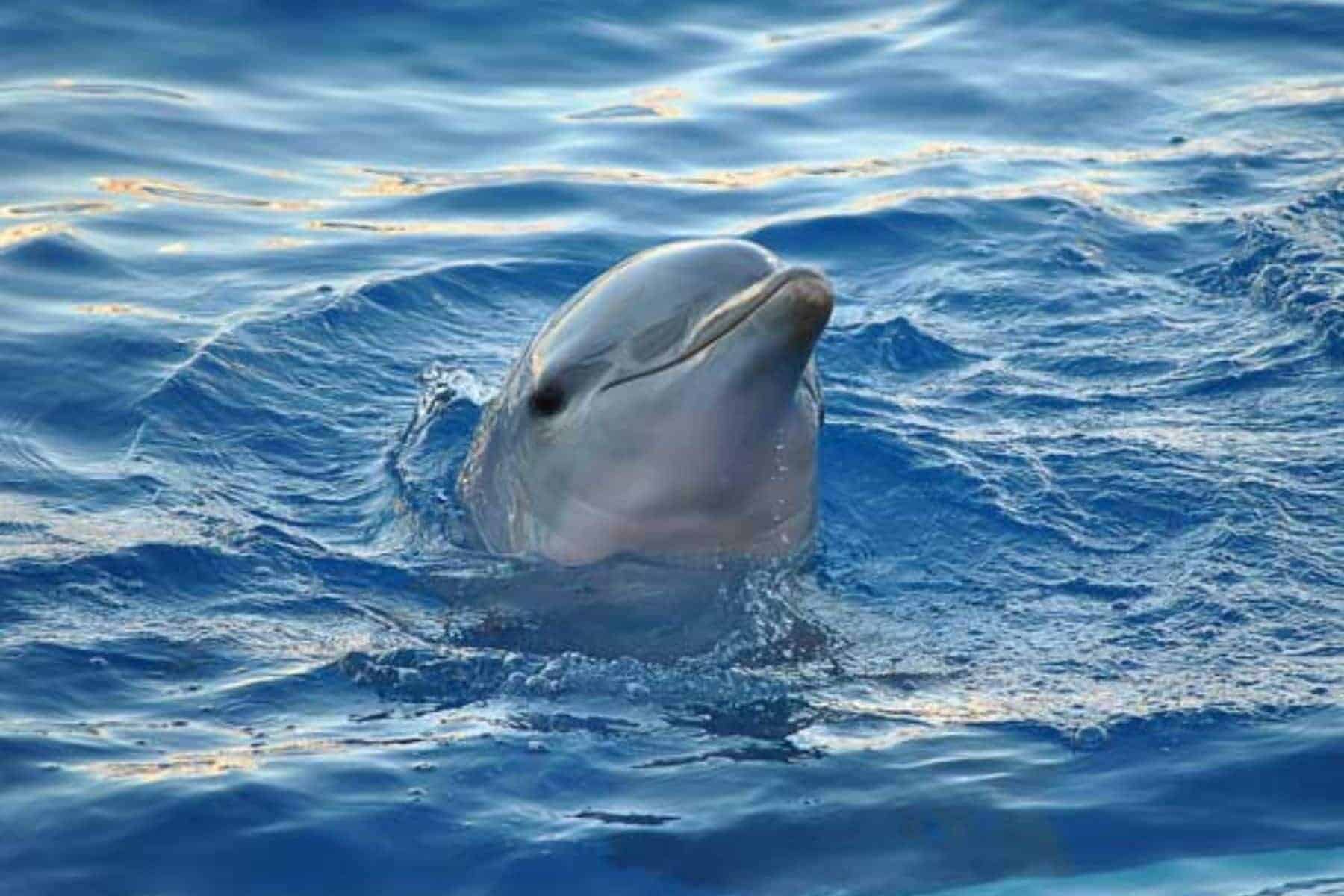 little-palm-island-resort-and-spa-little-torch-key-florida-dolphin