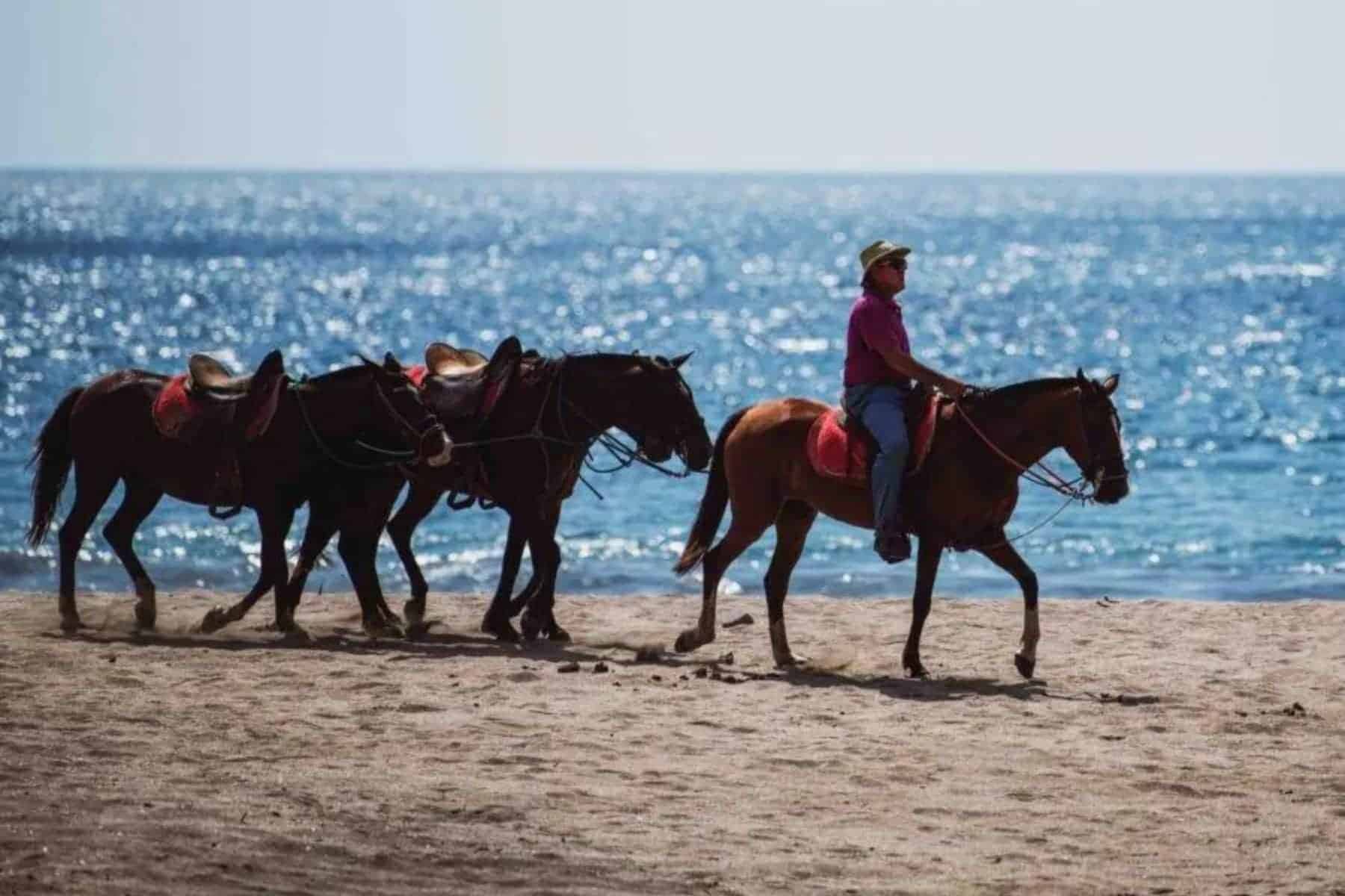 Los Altos De Eros Boutique Hotel And Spa Horses