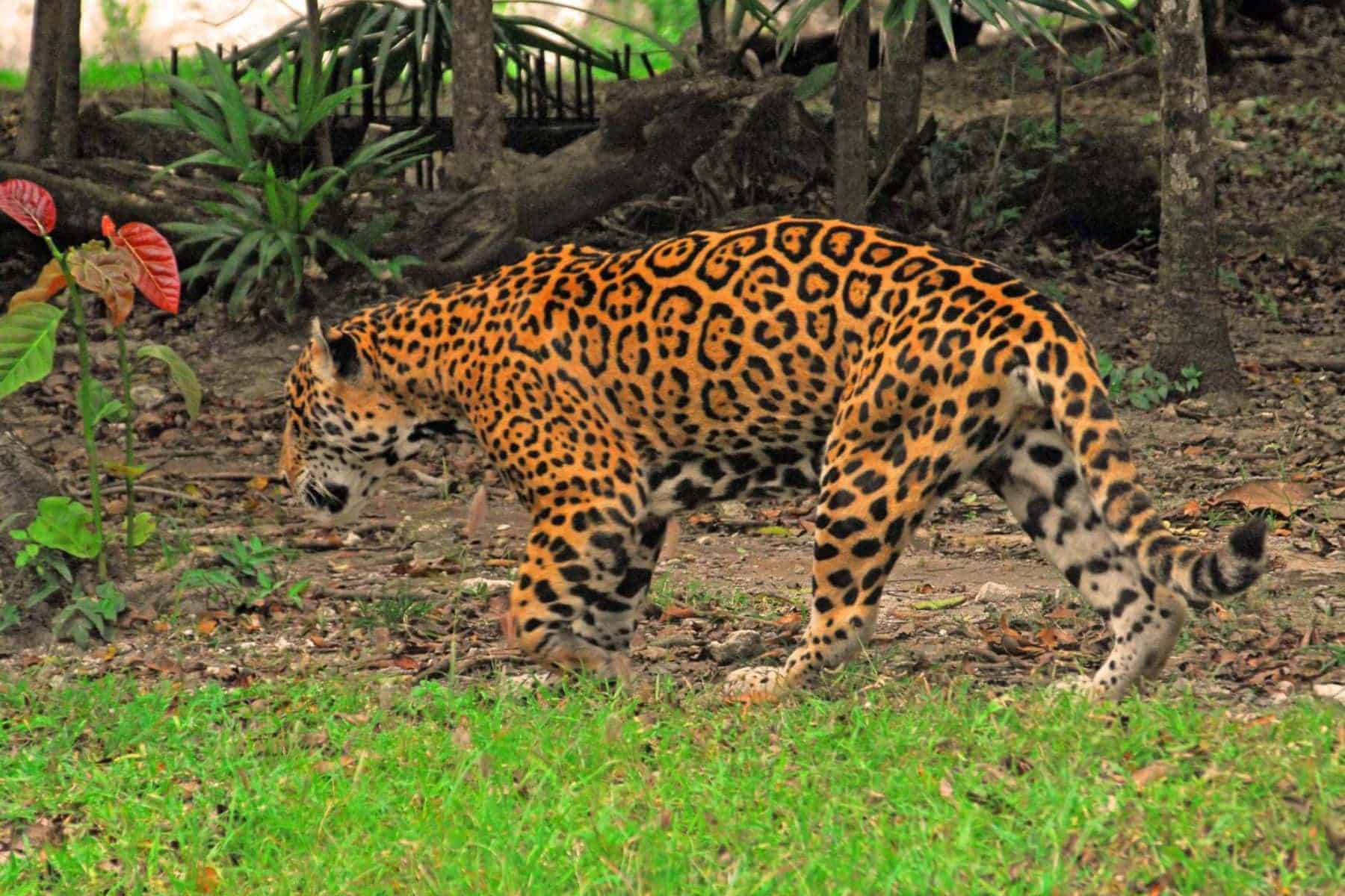 mahekal-beach-resort-jaguar