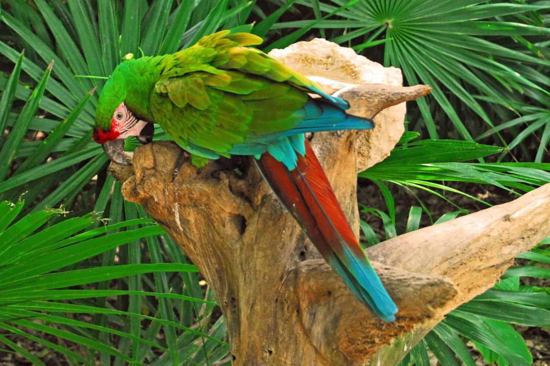 mahekal-beach-resort-parrot