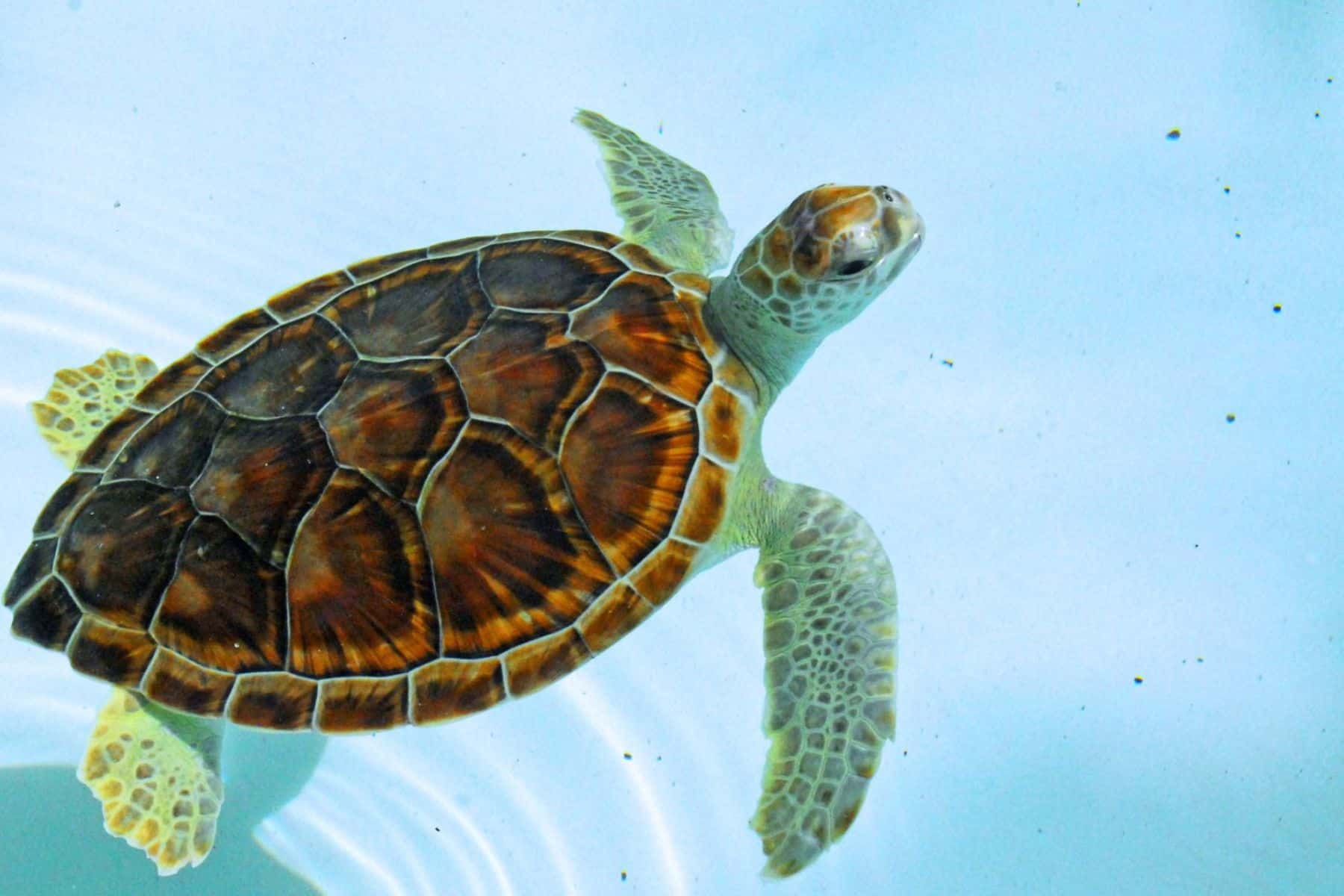 mahekal-beach-resort-turtle