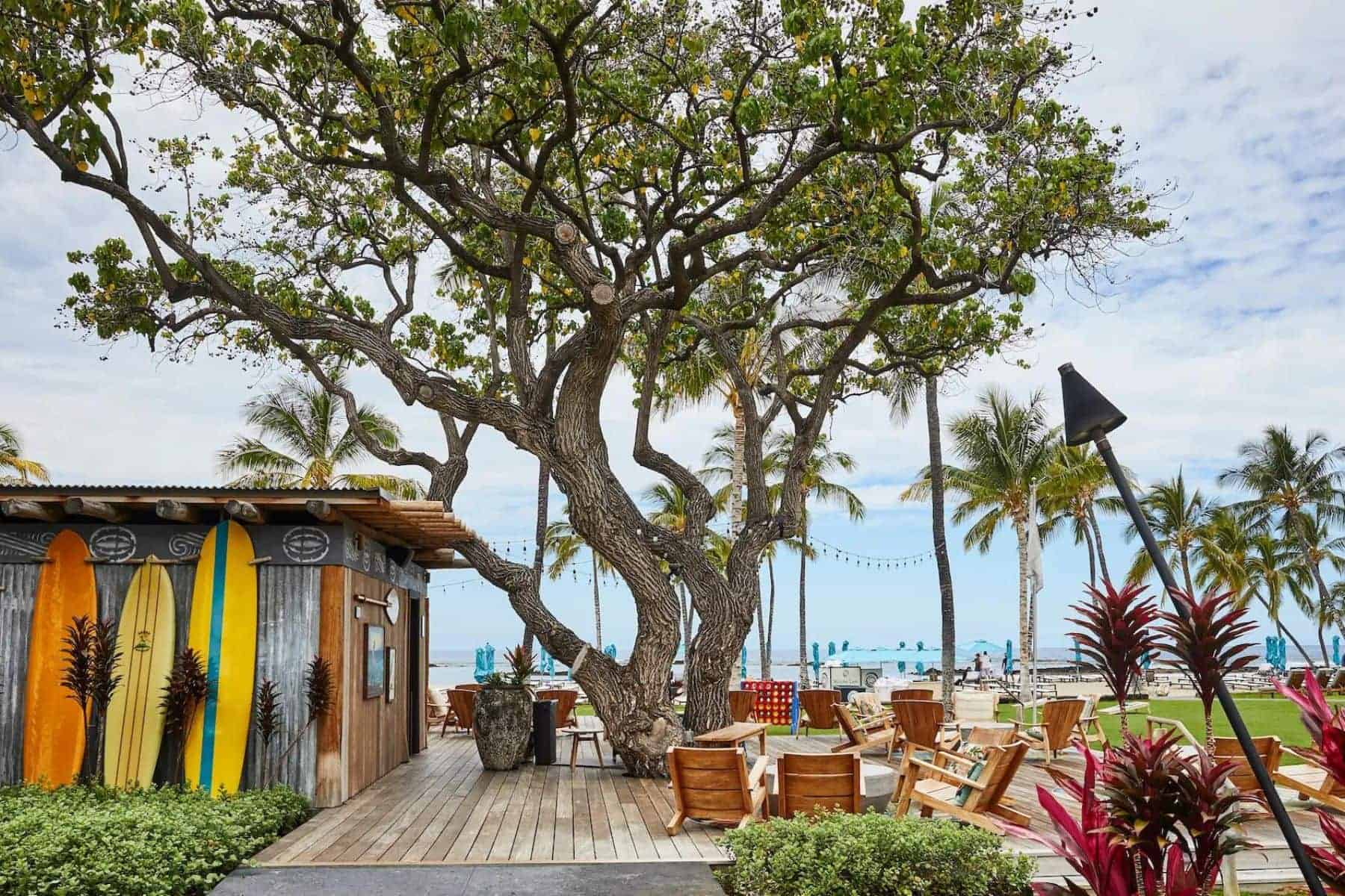 mauna-lani-resort-big-island-tree
