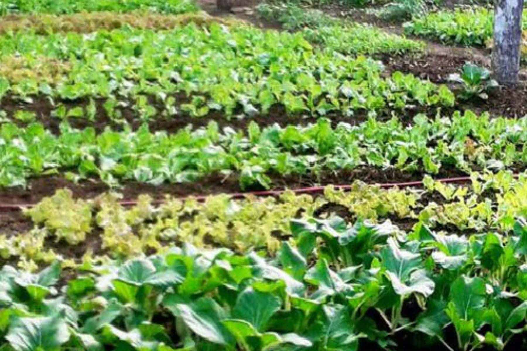 namale-the-fiji-islands-resort-and-spa-farm