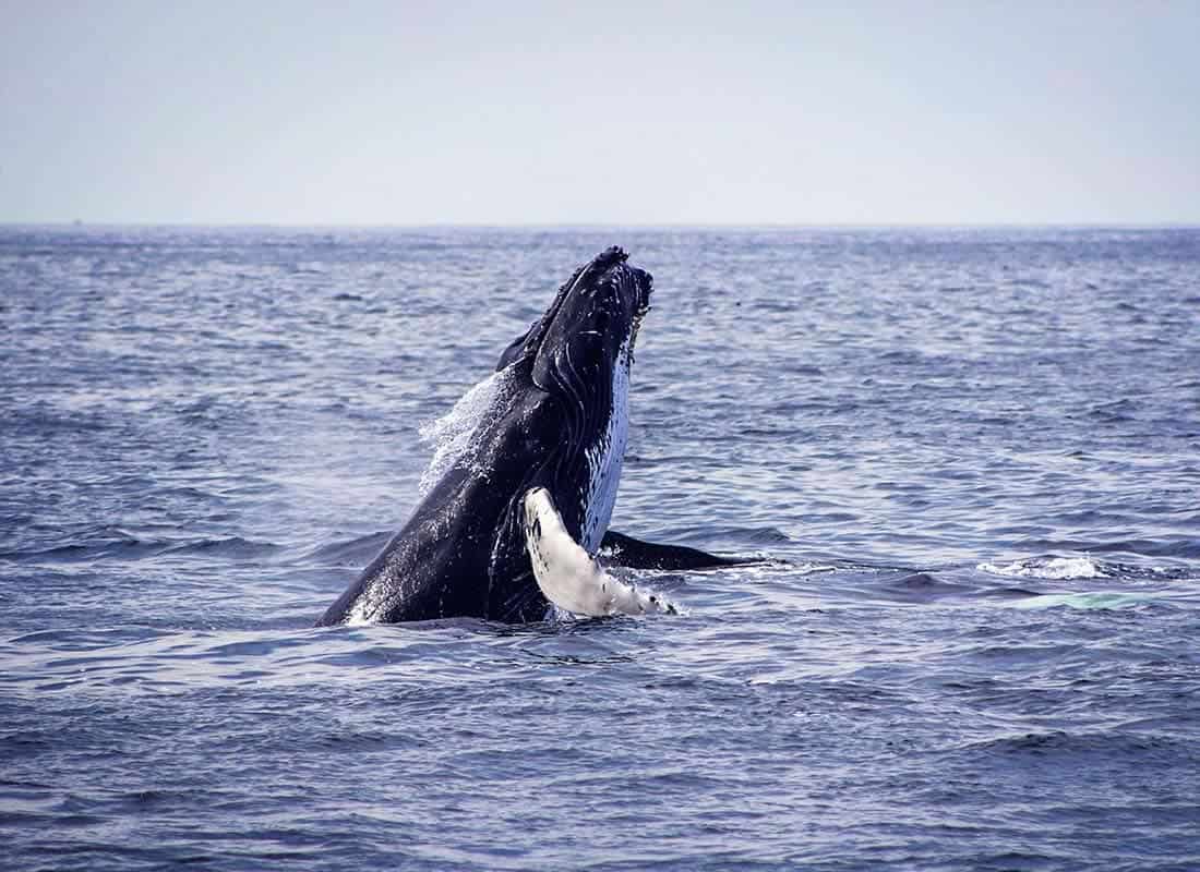 nobu-hotel-los-cabos-whale