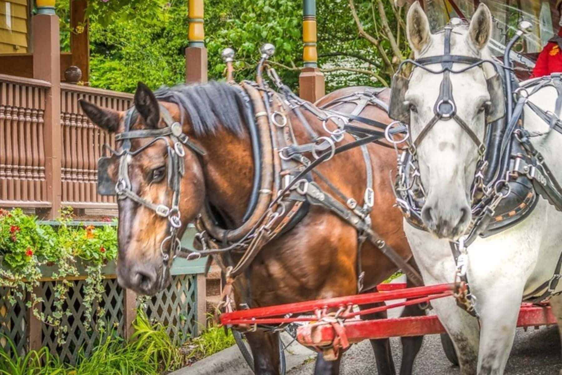 Pine Cottage Bed And Breakfast Horses