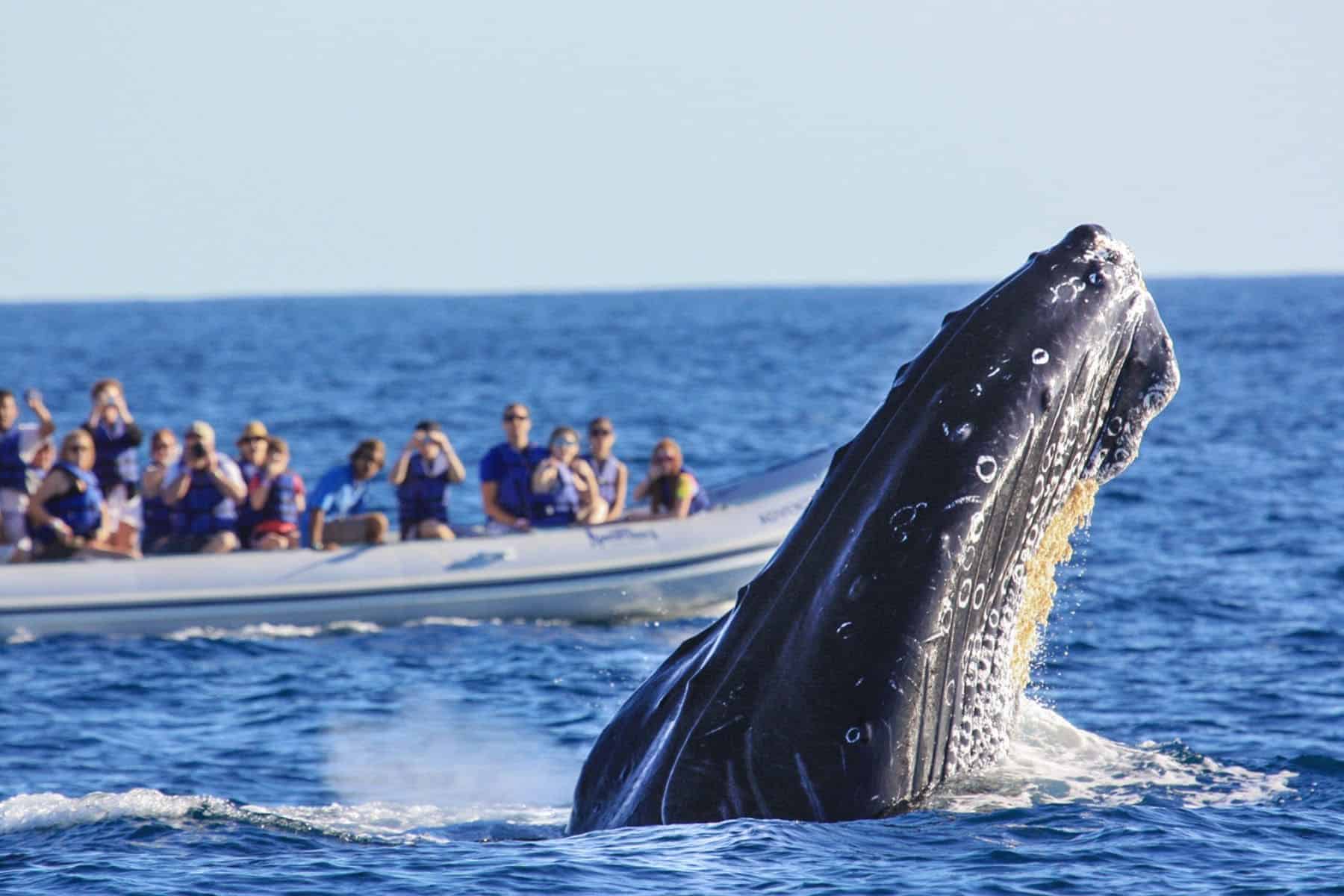 pueblo-bonito-los-cabos-beach-resort-whale