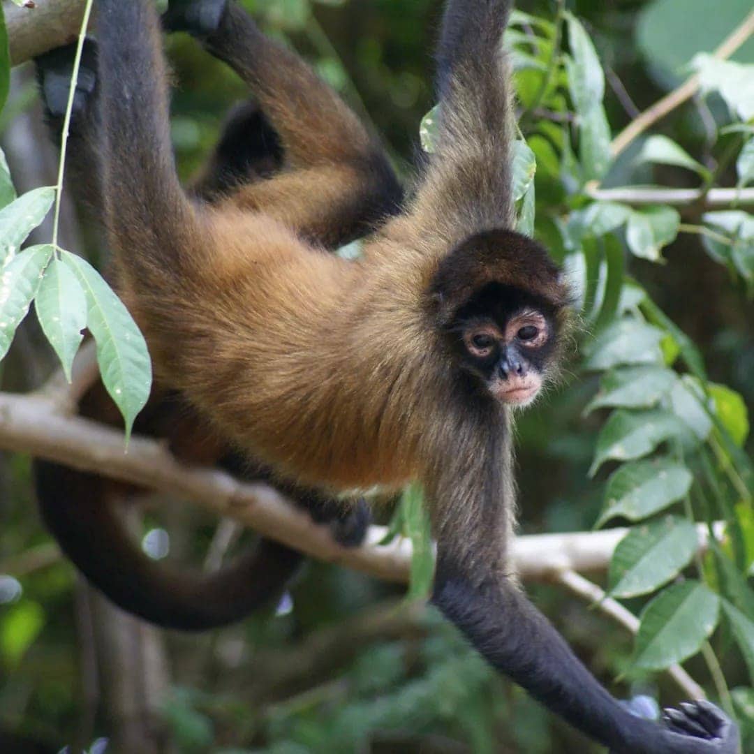 Rosewod Mayakoba Monkey Jungle