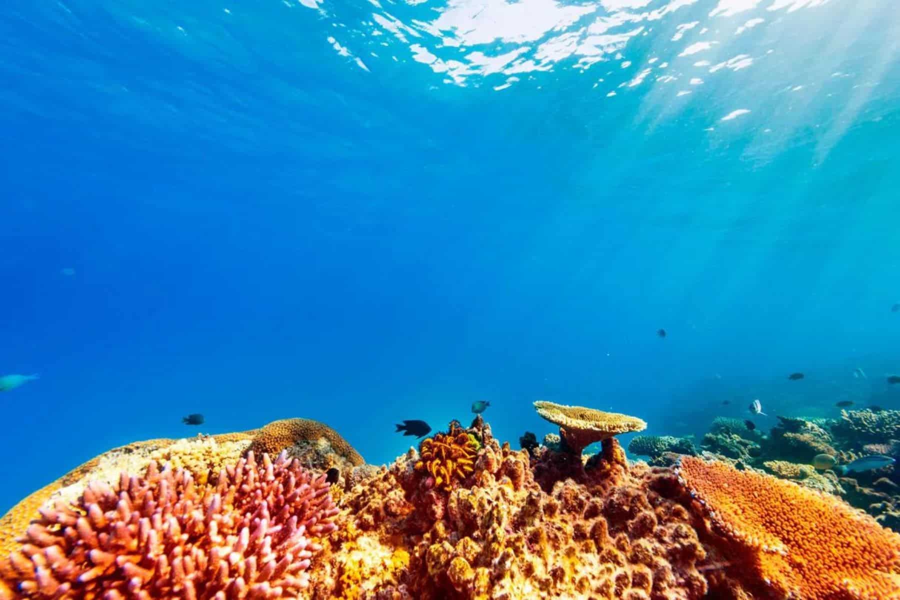 sheraton-resort-and-spa-tokoriki-island-coral