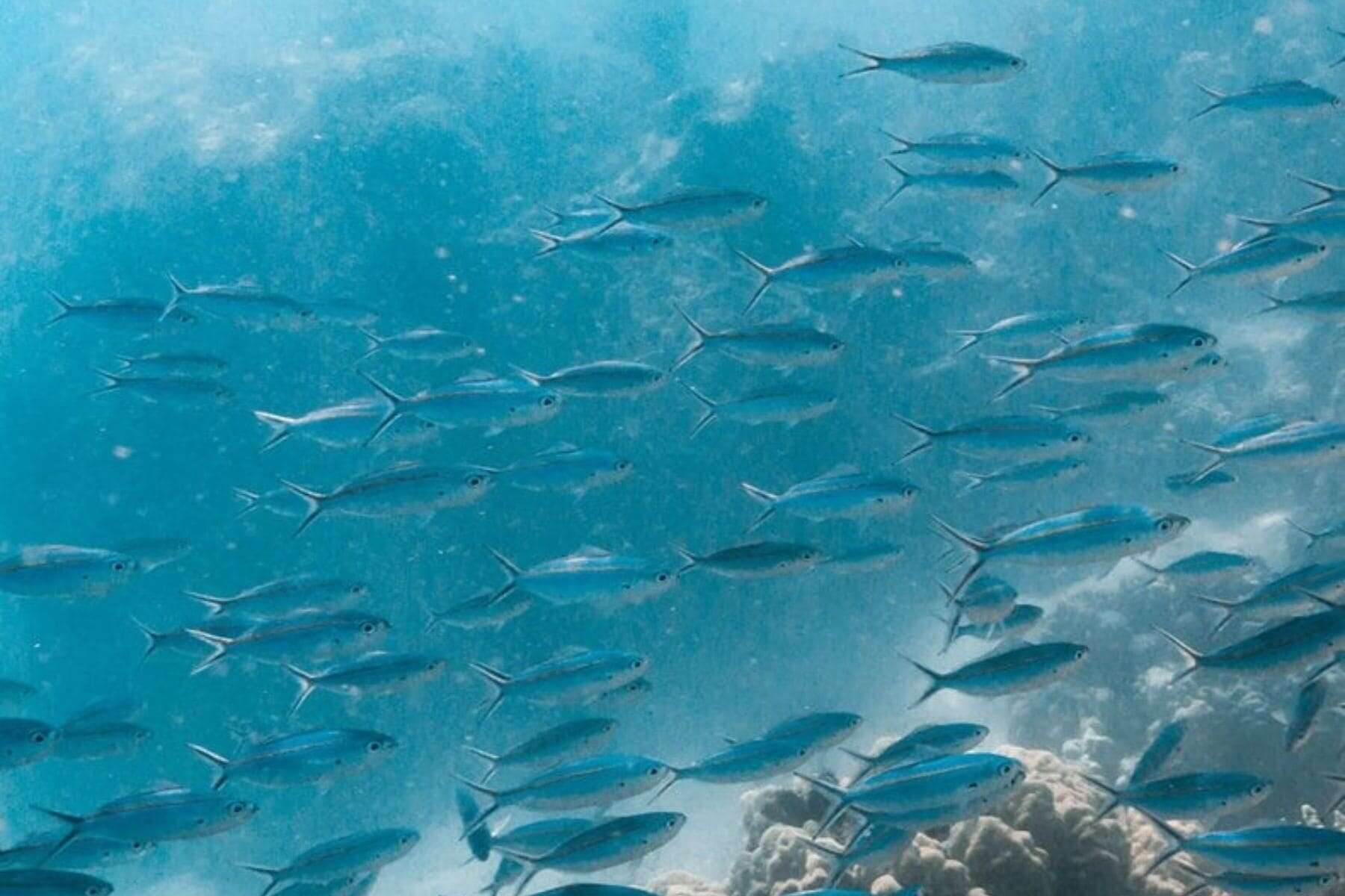 six-senses-fiji-sea-excursions