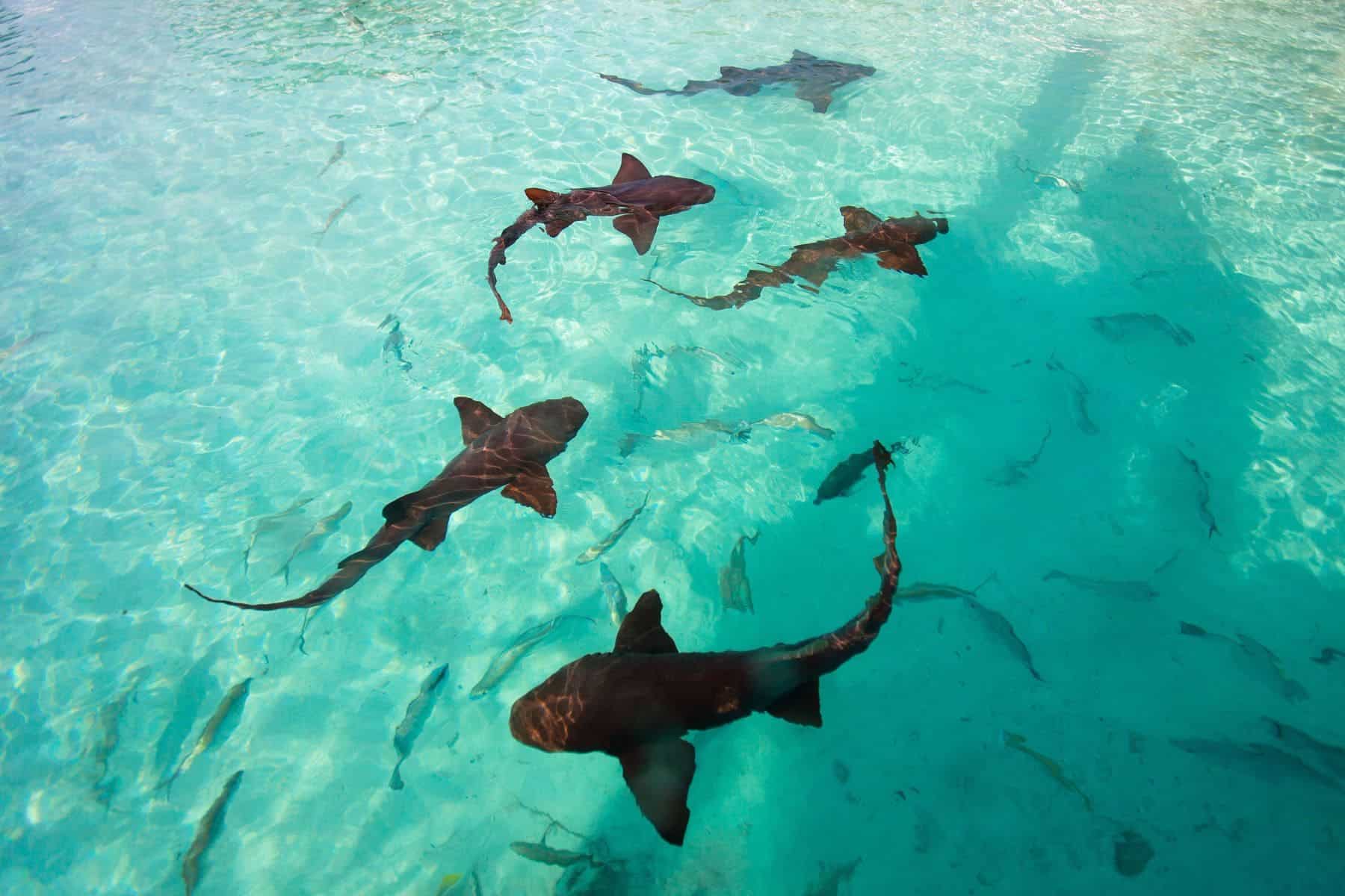 Swim With Nurse Sharks At Compass Cay