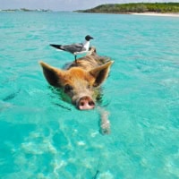 Swim With Pigs Or Dolphins (Or Both)