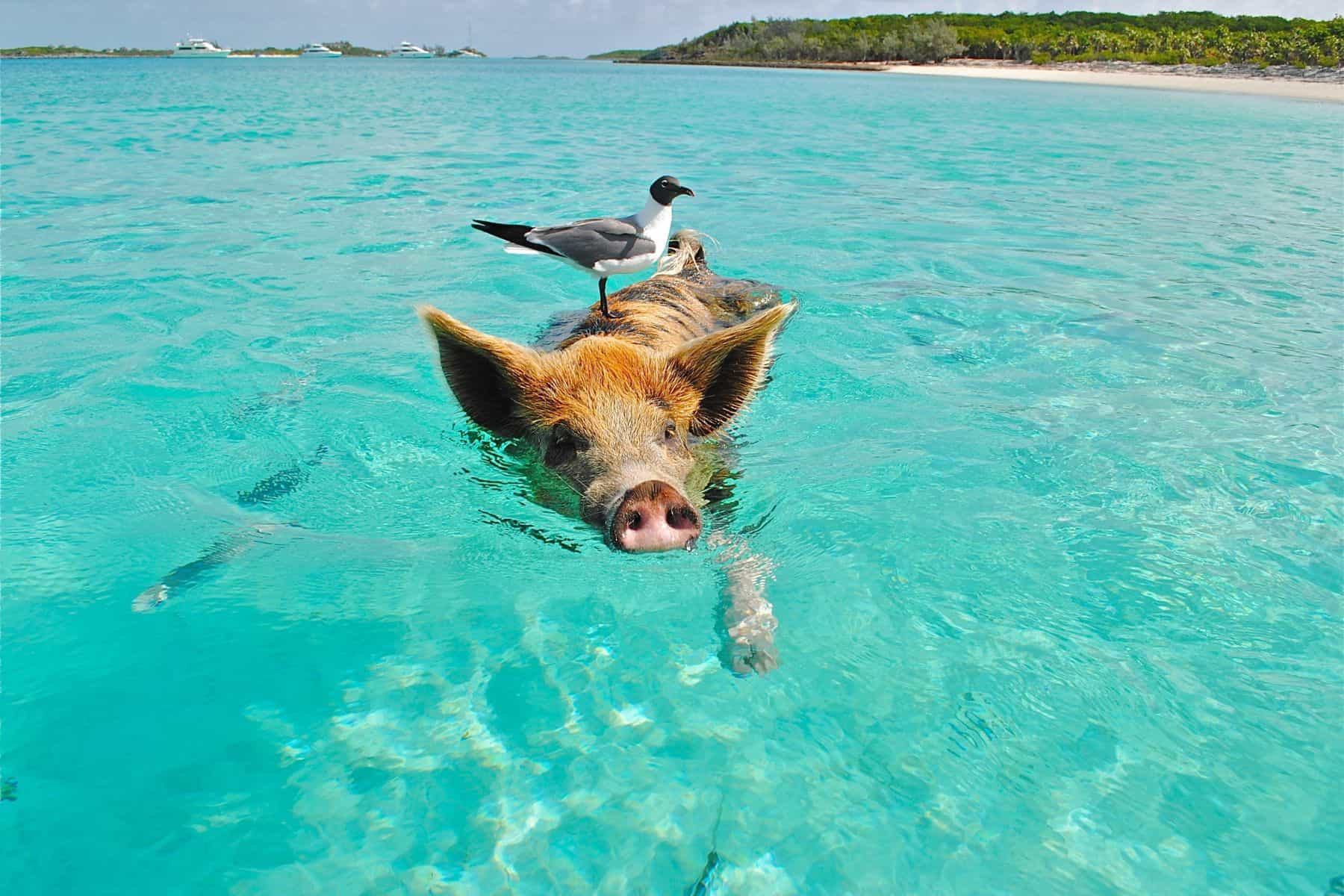 Swim With Pigs Or Dolphins (Or Both)