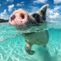 See Swimming Pigs In Big Major Cay