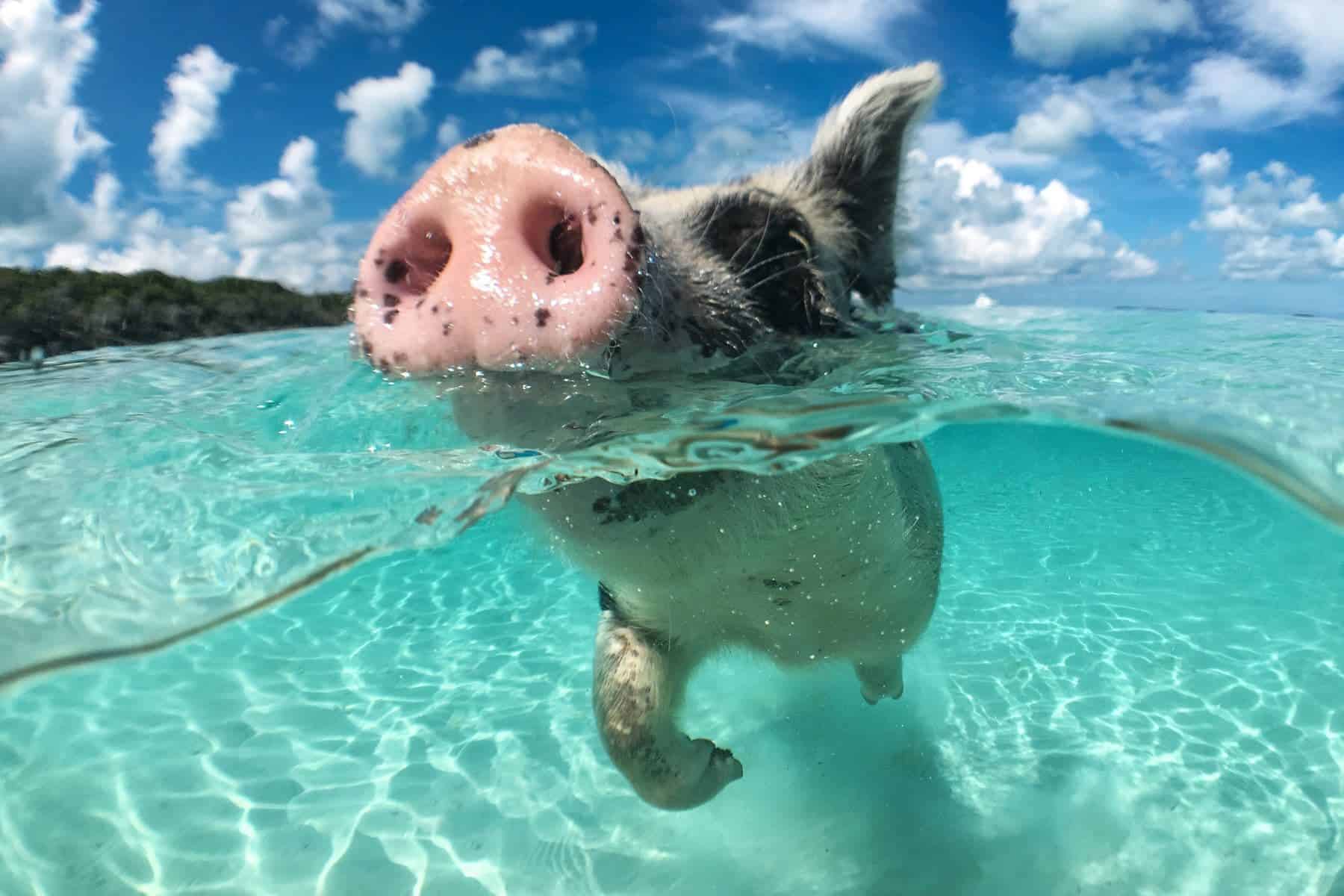 See Swimming Pigs In Big Major Cay