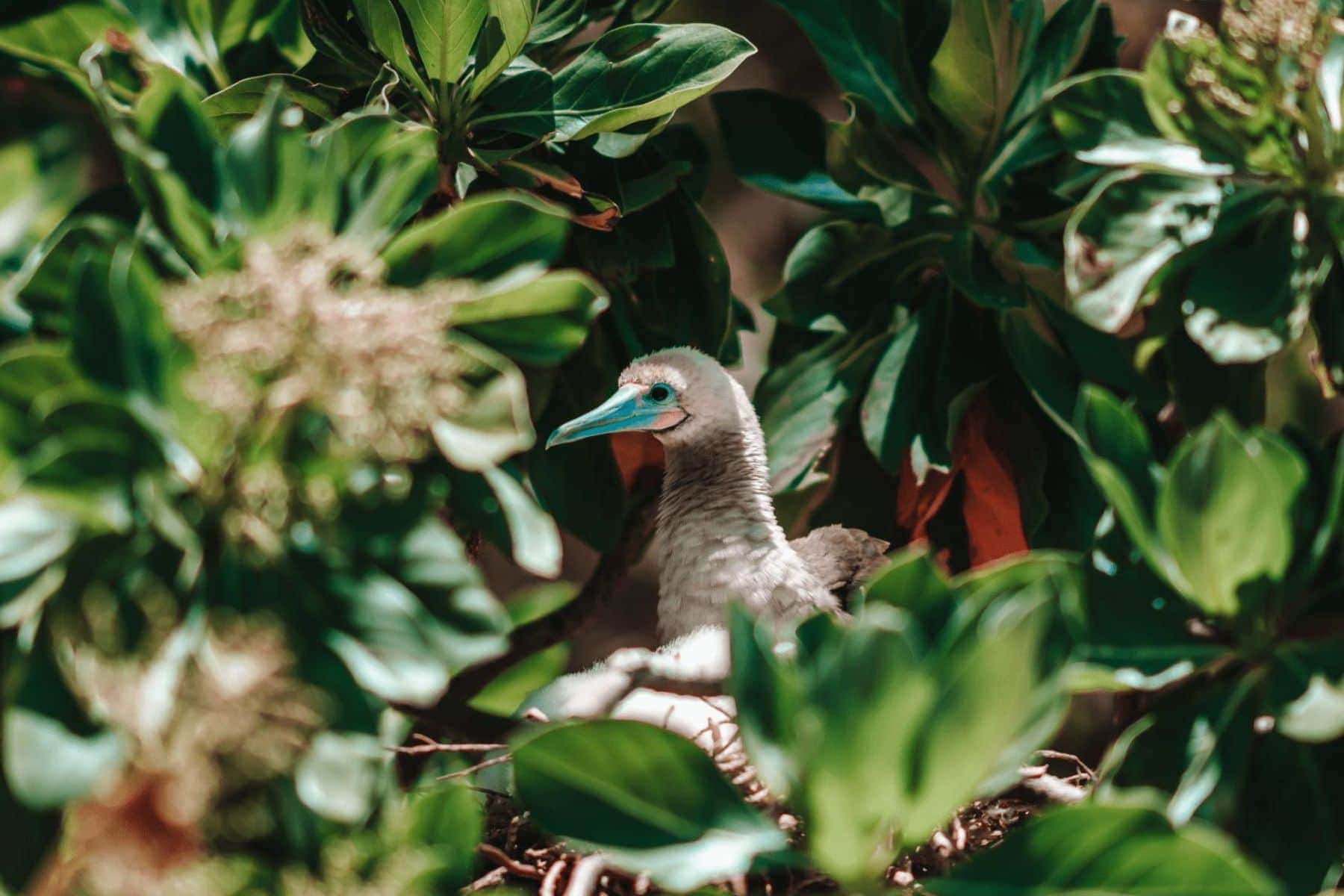 The Brando Bird Watching