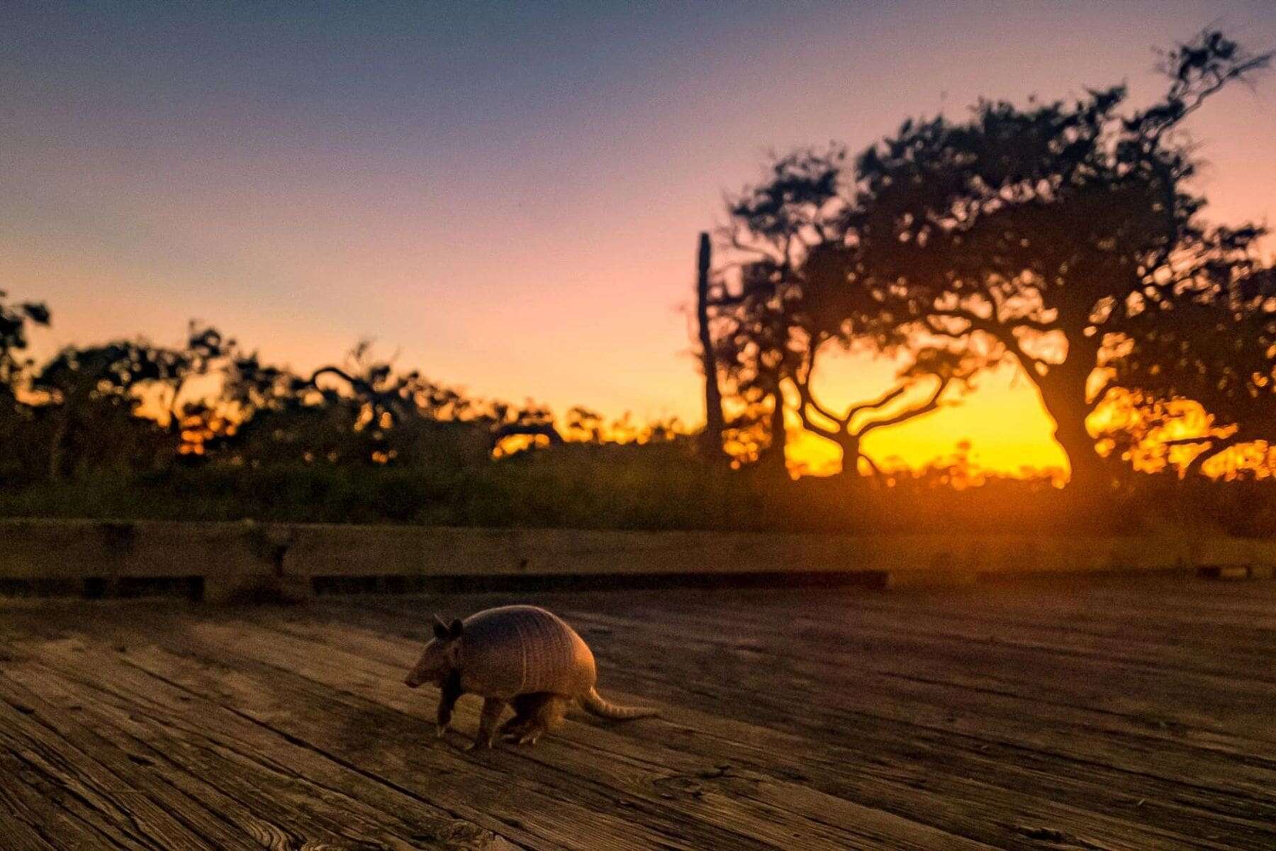 The Lodge At Little St Simons Island Georgia Ant Eater